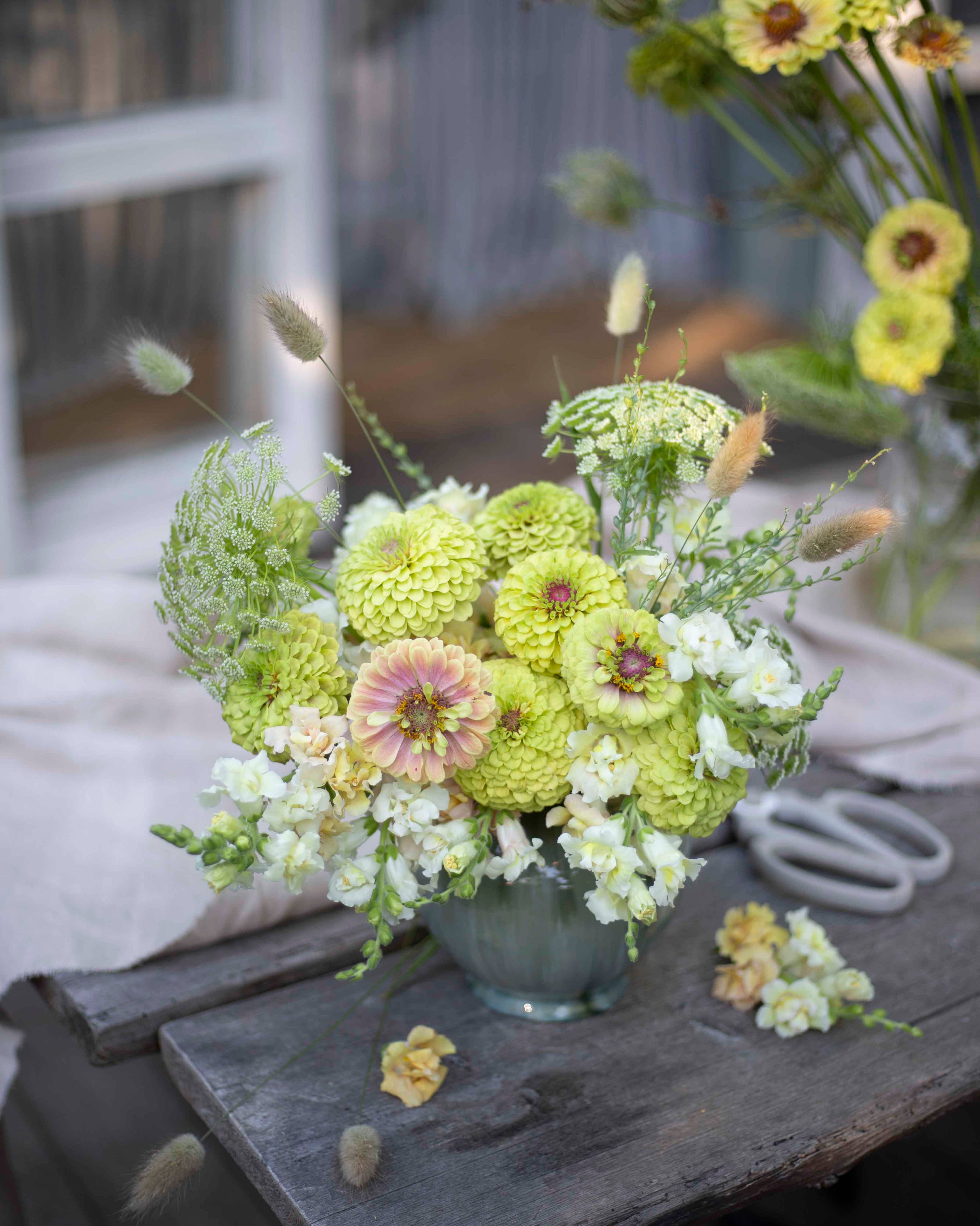 Isotsinnia Queen Lime Blush – Zinnia Elegans, ca. 20 Samen