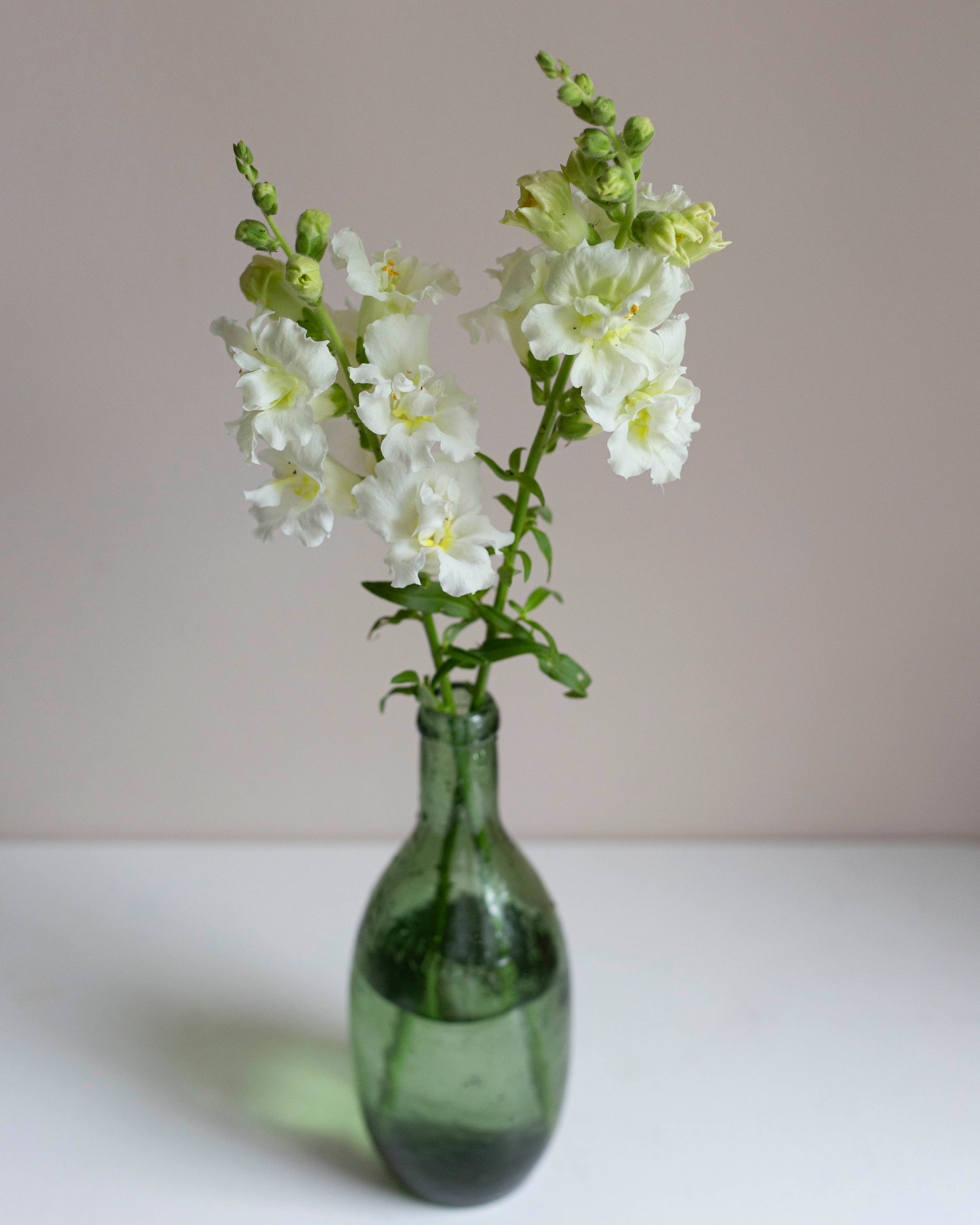 Leijonankita Madame Butterfly Elfenbein