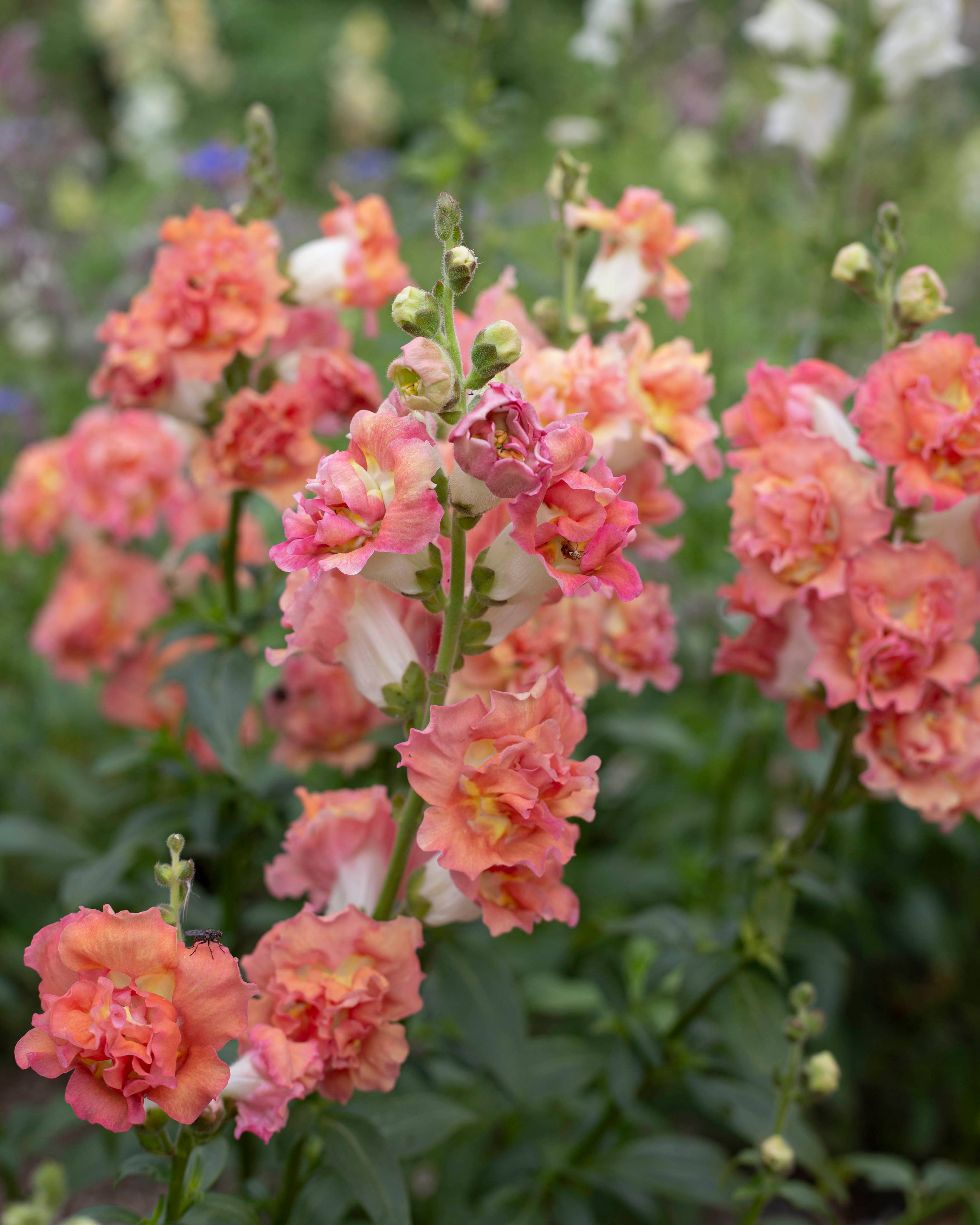 Leijonankita Madame Butterfly Bronze mit Weiß