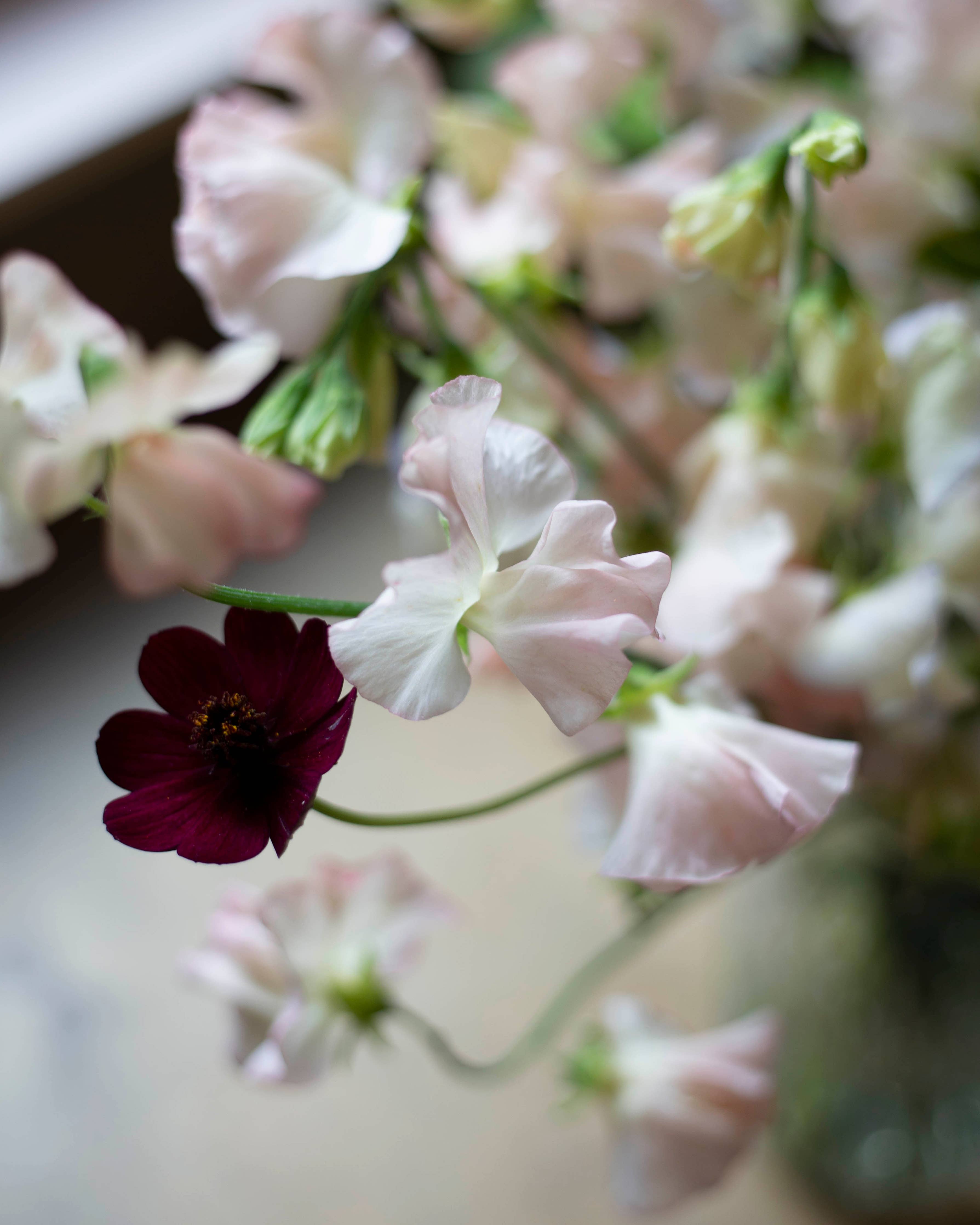 Duftwicke ‚Spring Sunshine Champagne‘