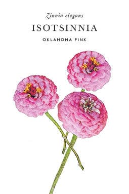 Isotsinnia Oklahoma Pink
