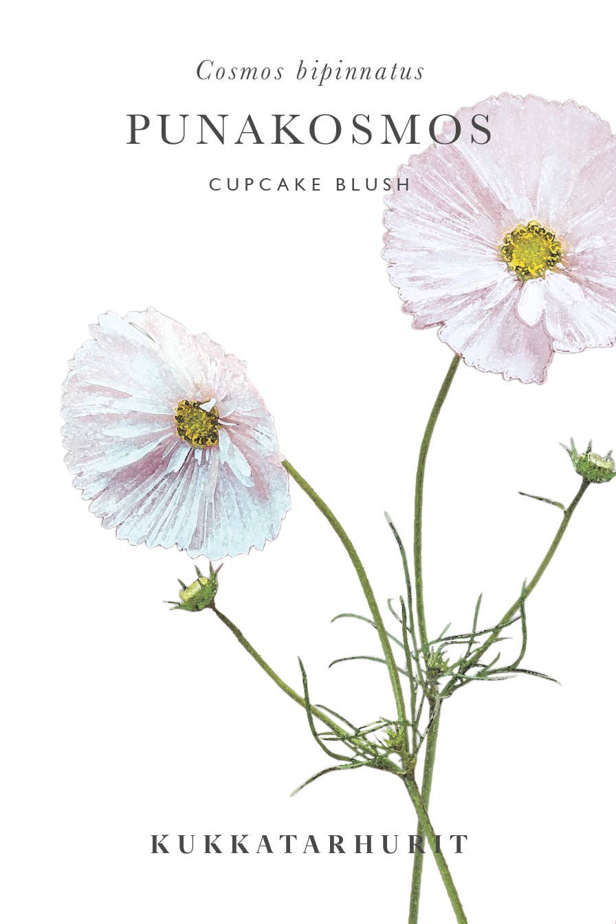 Punakosmos 'Cupcake Blush' – Kosmee (Cosmos bipinnatus) Samen, ca. 25 Stück
