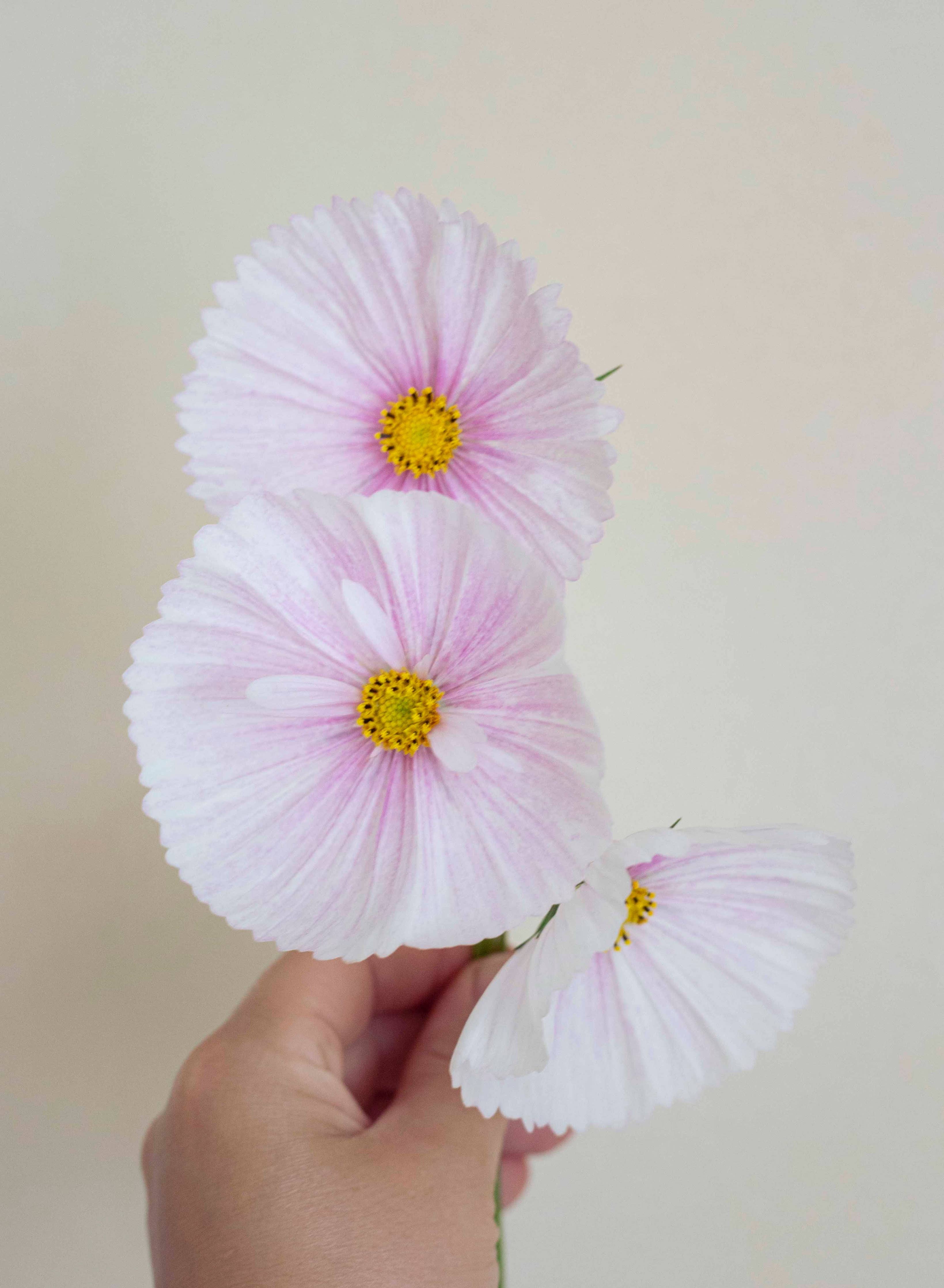Punakosmos 'Cupcake Blush' – Kosmee (Cosmos bipinnatus) Samen, ca. 25 Stück