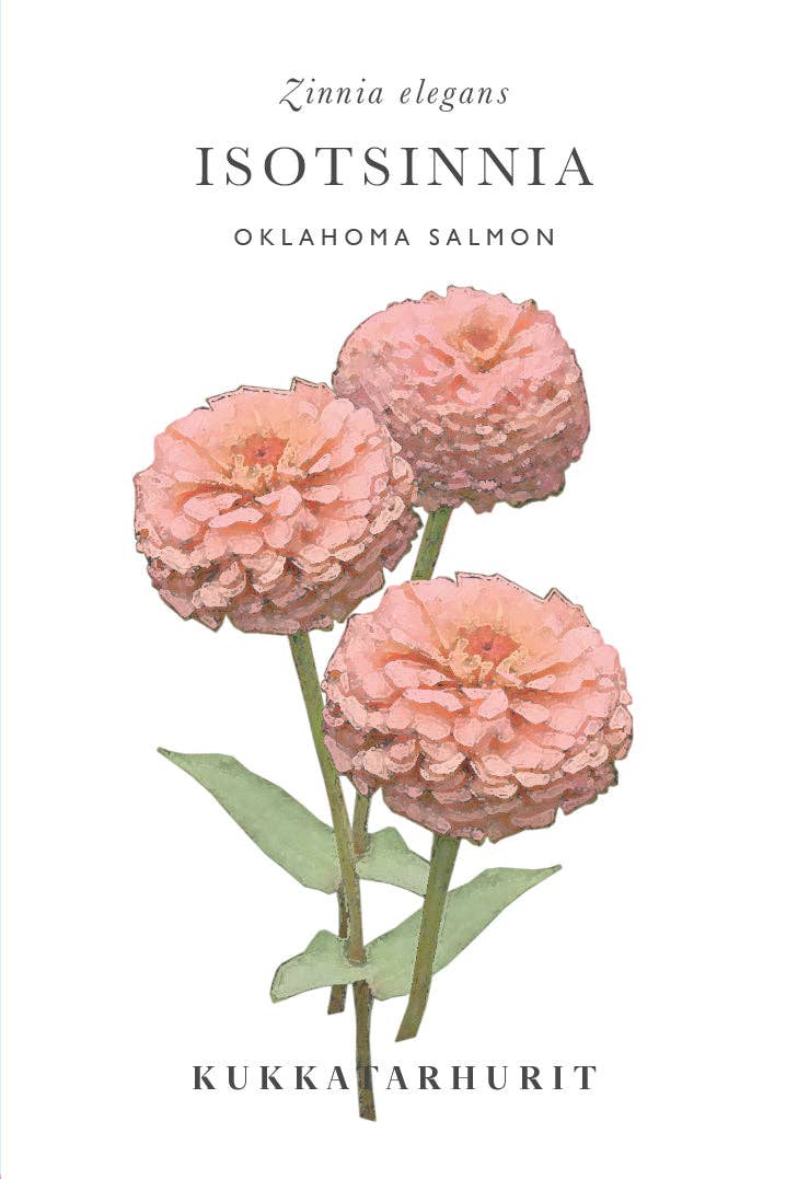 Isotsinnia Oklahoma Salmon Zinnien Samen