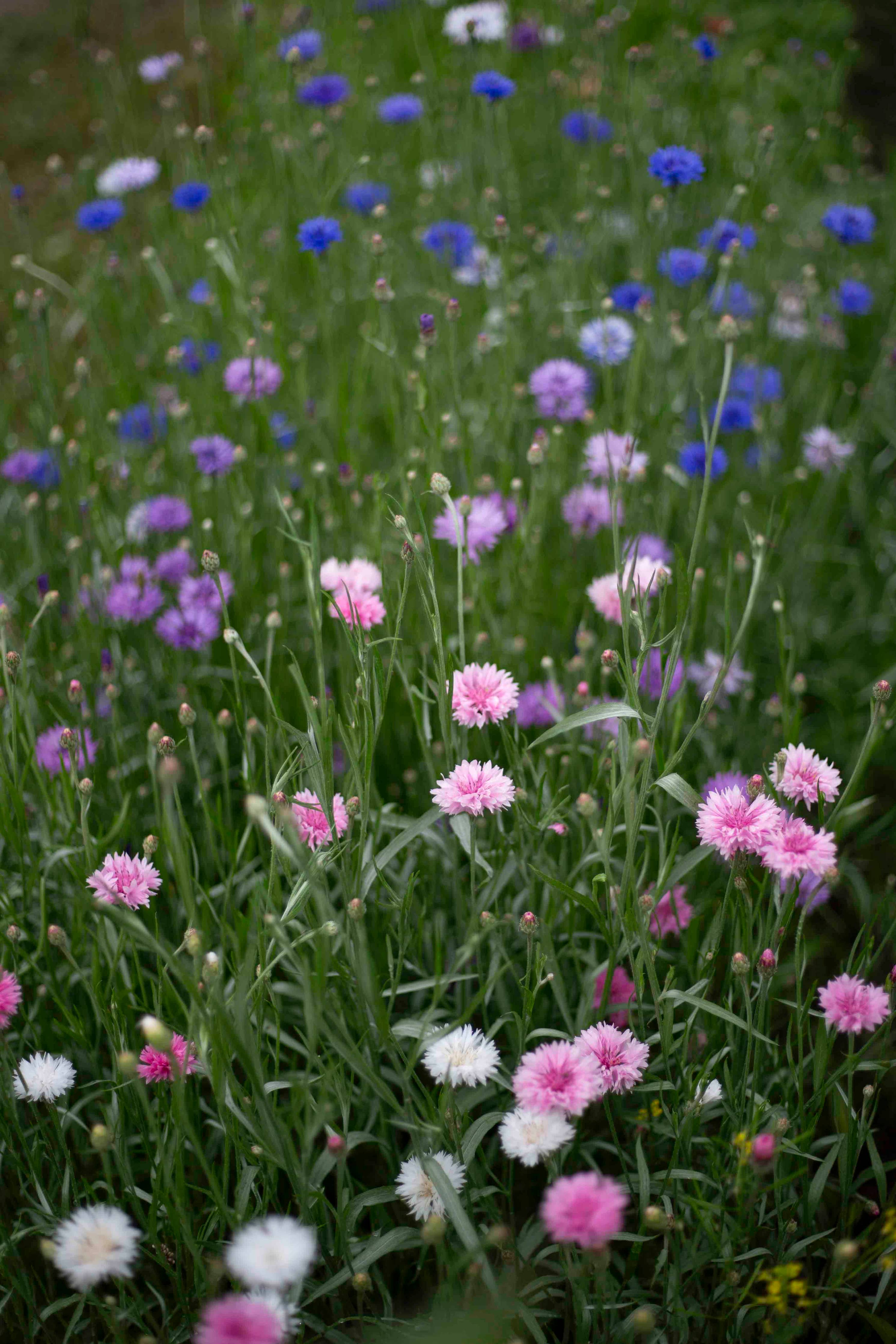 Ruiskaunokki 'Meadow Mix' – Kornblumen-Mischung