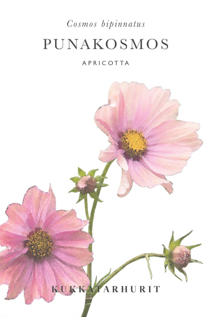 Punakosmos 'Apricotta' – Cosmos bipinnatus, ca. 25 Samen