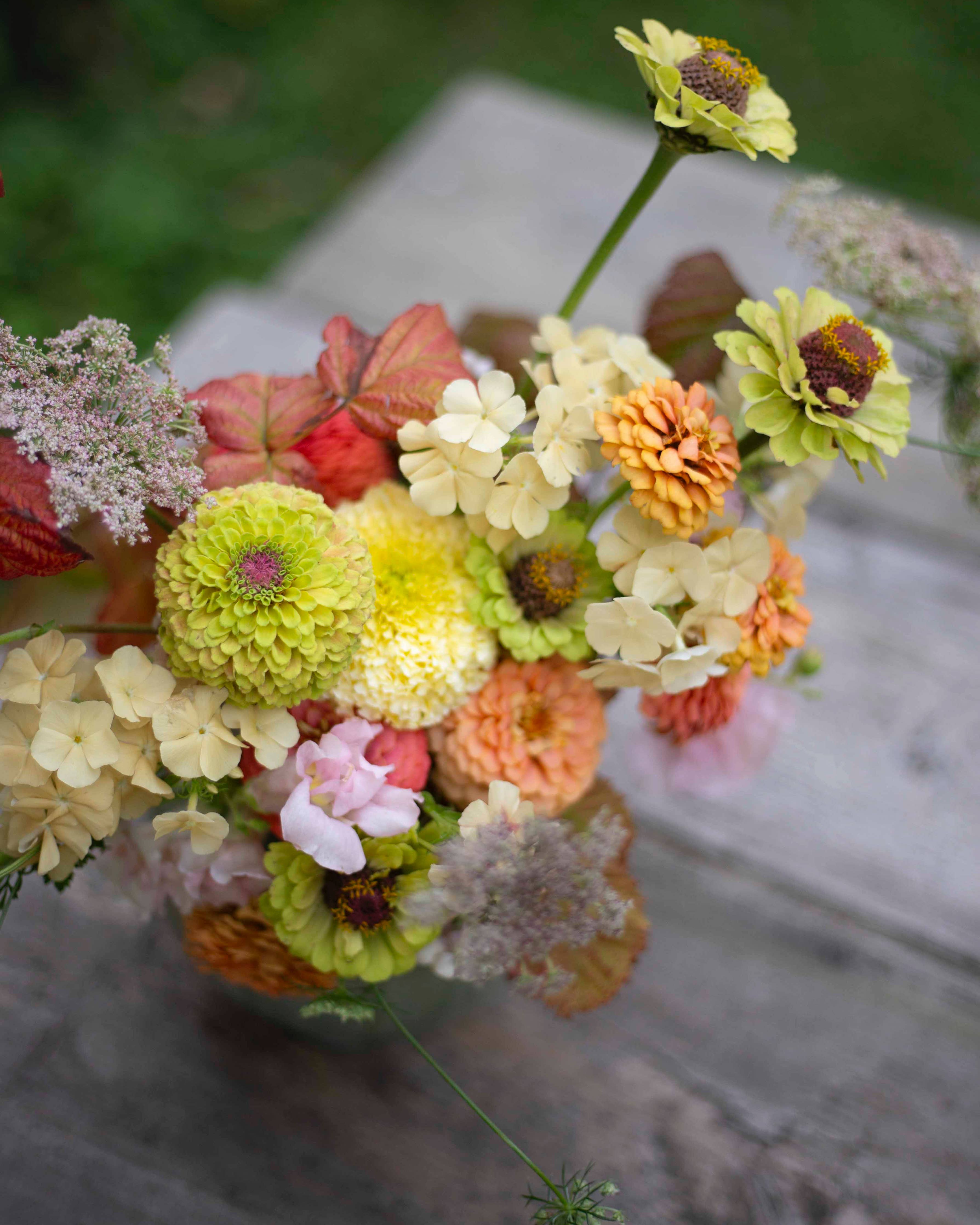 Isotsinnia Queen Lime Blush – Zinnia Elegans, ca. 20 Samen