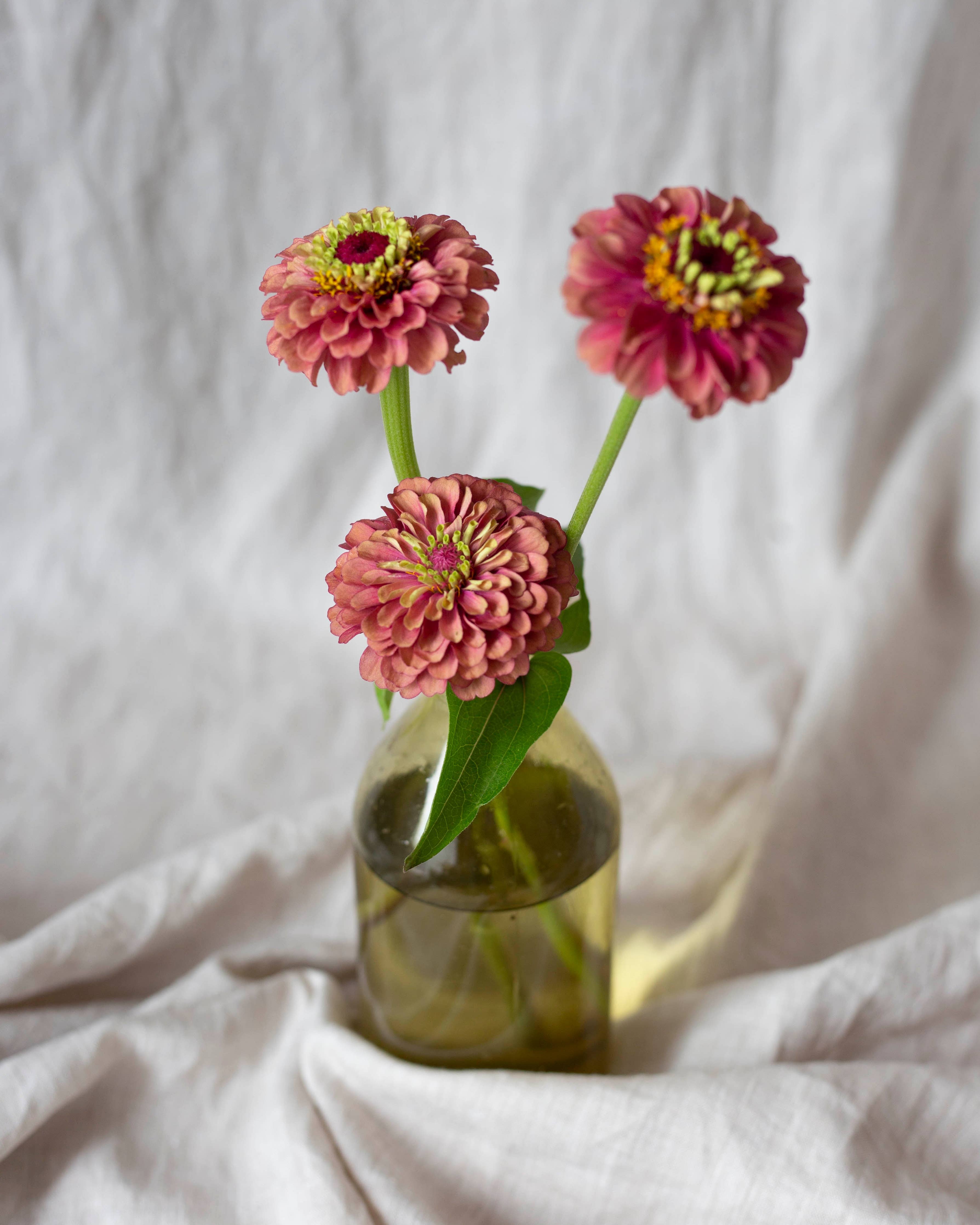 Isotsinnia 'Queen Red Lime' Zinnia Elegans, ca. 20 Samen