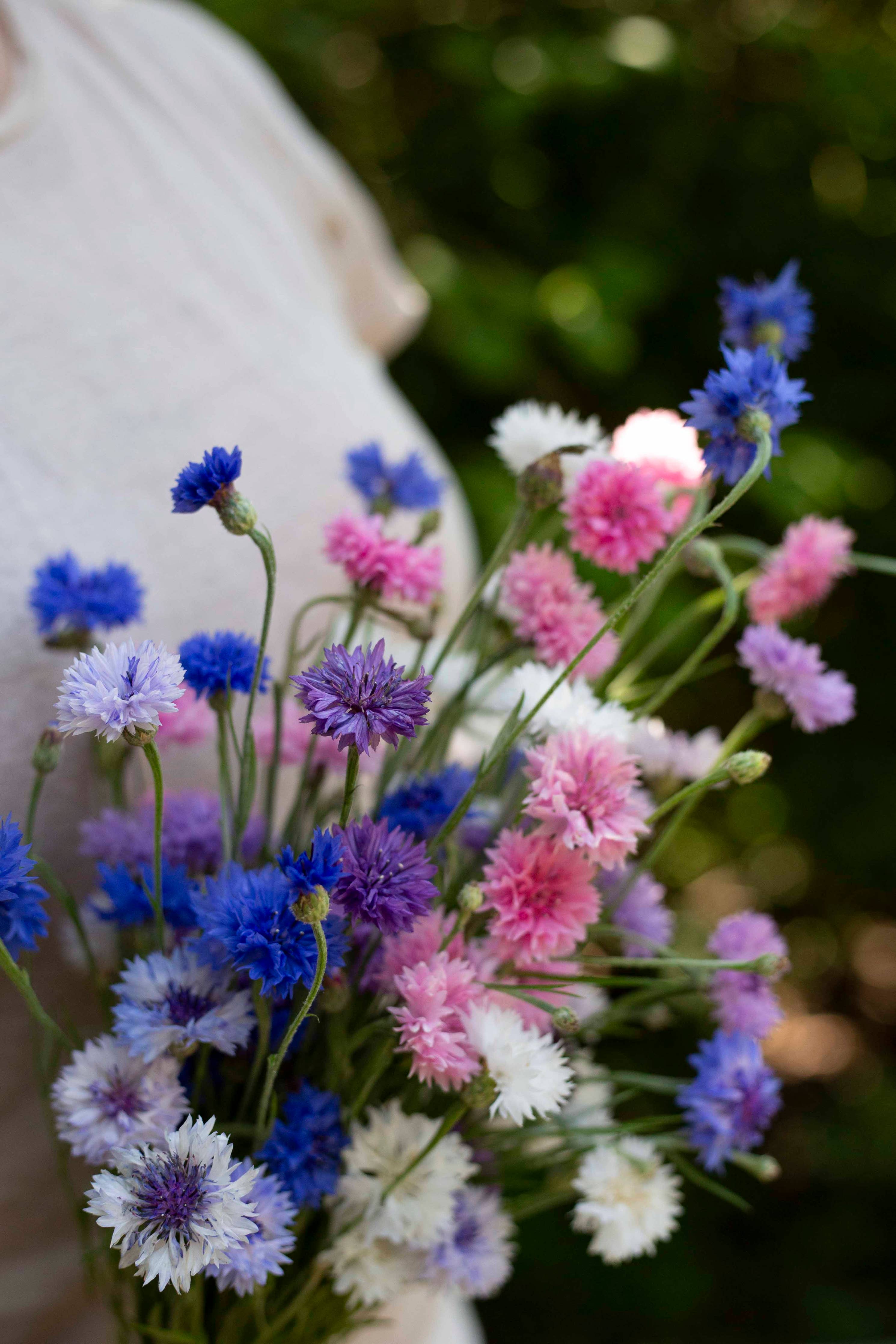 Ruiskaunokki 'Meadow Mix' – Kornblumen-Mischung