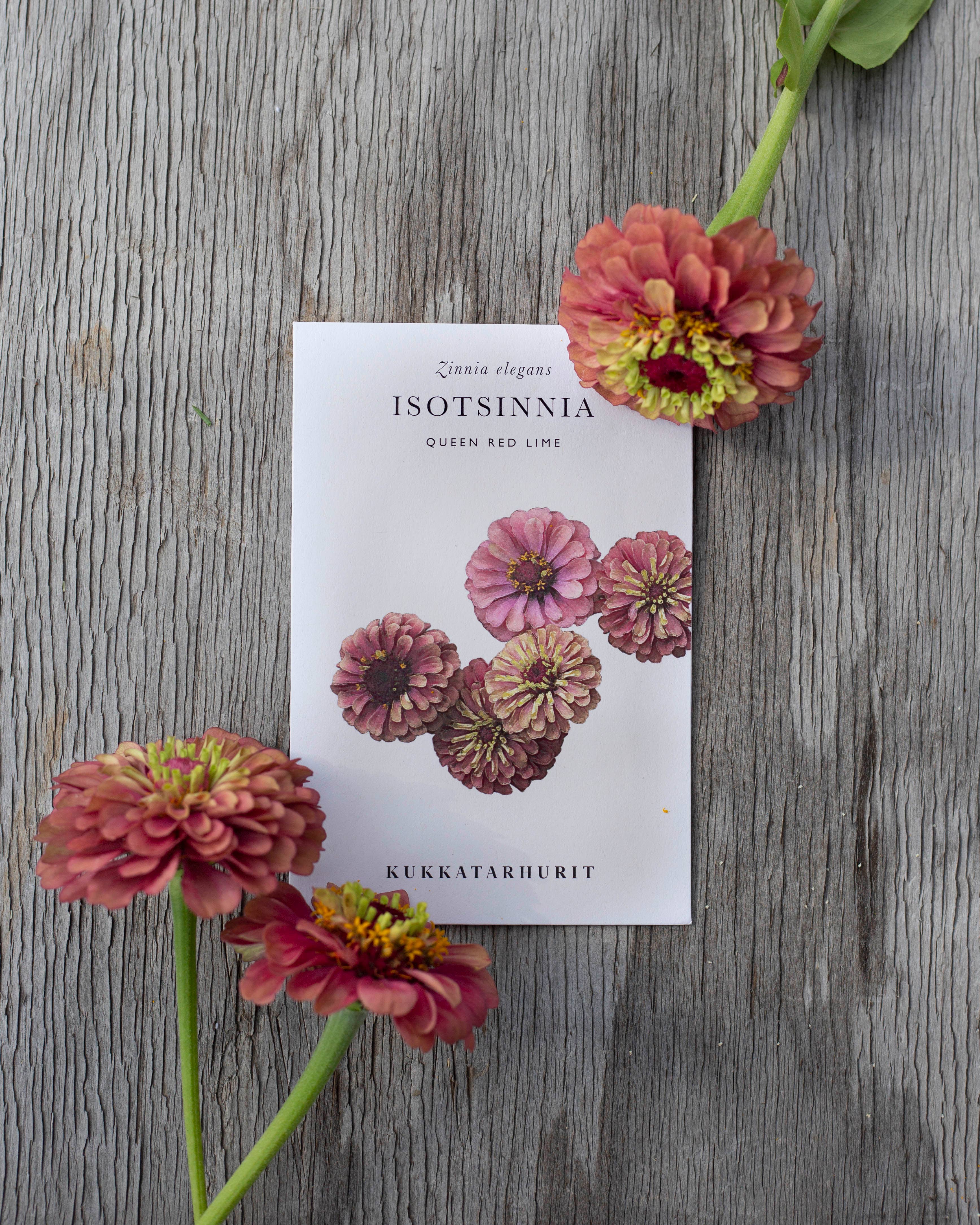 Isotsinnia 'Queen Red Lime' Zinnia Elegans, ca. 20 Samen