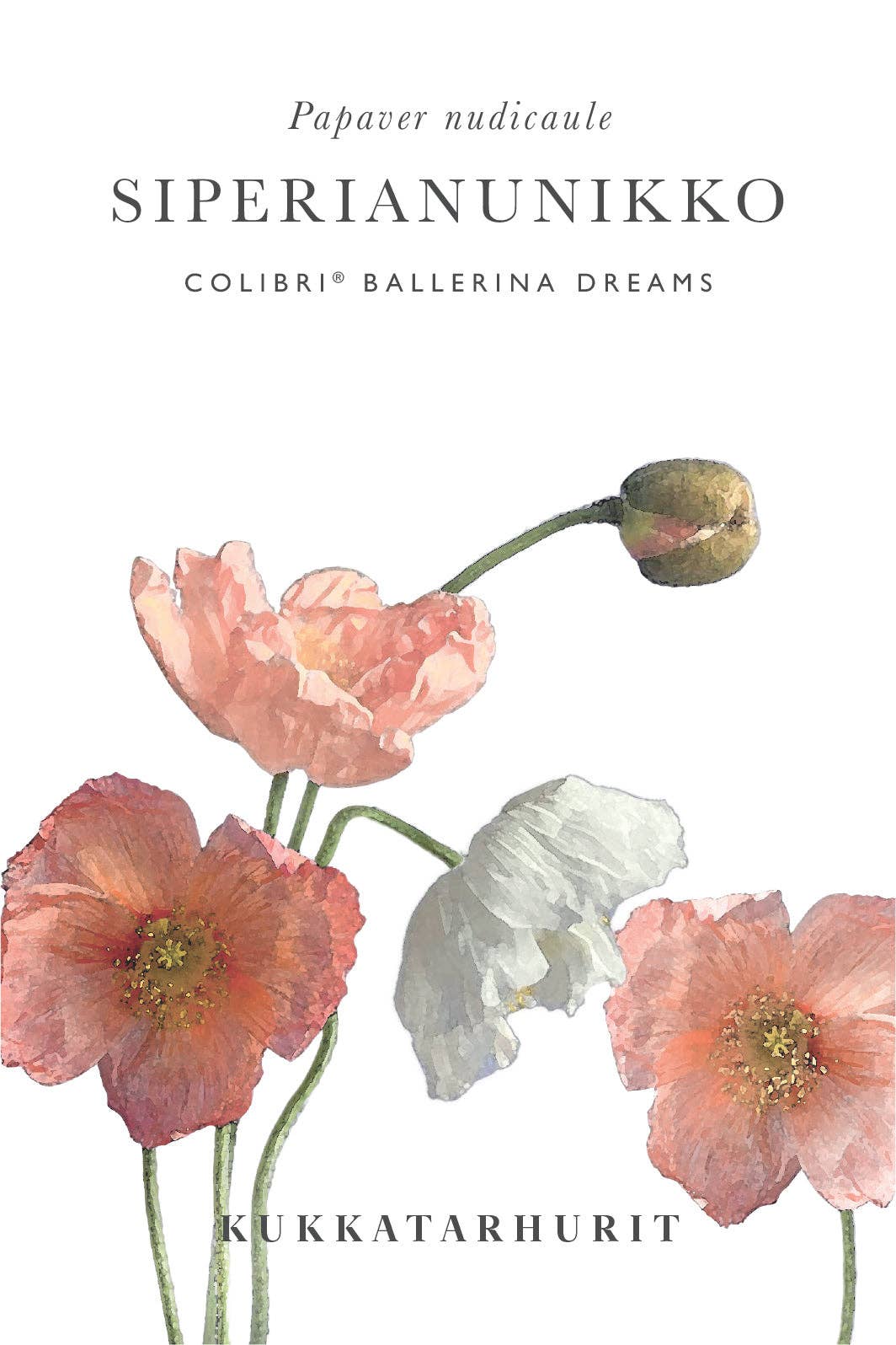 Siperianunikko Colibri® Ballerina Dreams