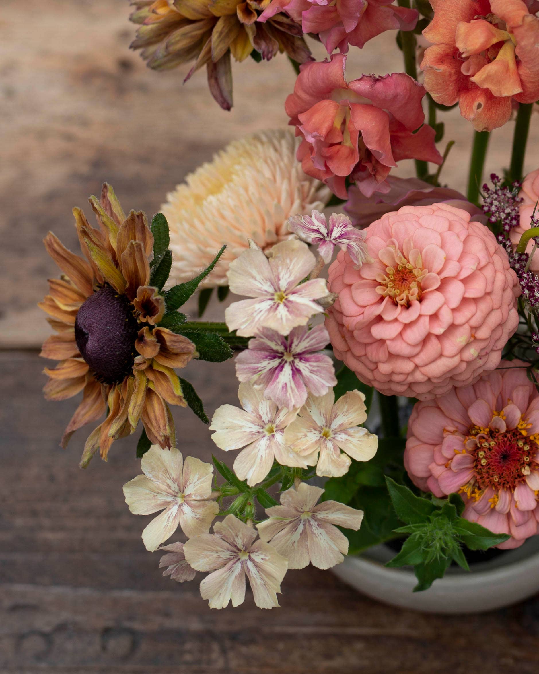Kesäleimu 'Creme Brulee' Phlox drummondii – ca. 40 Samen