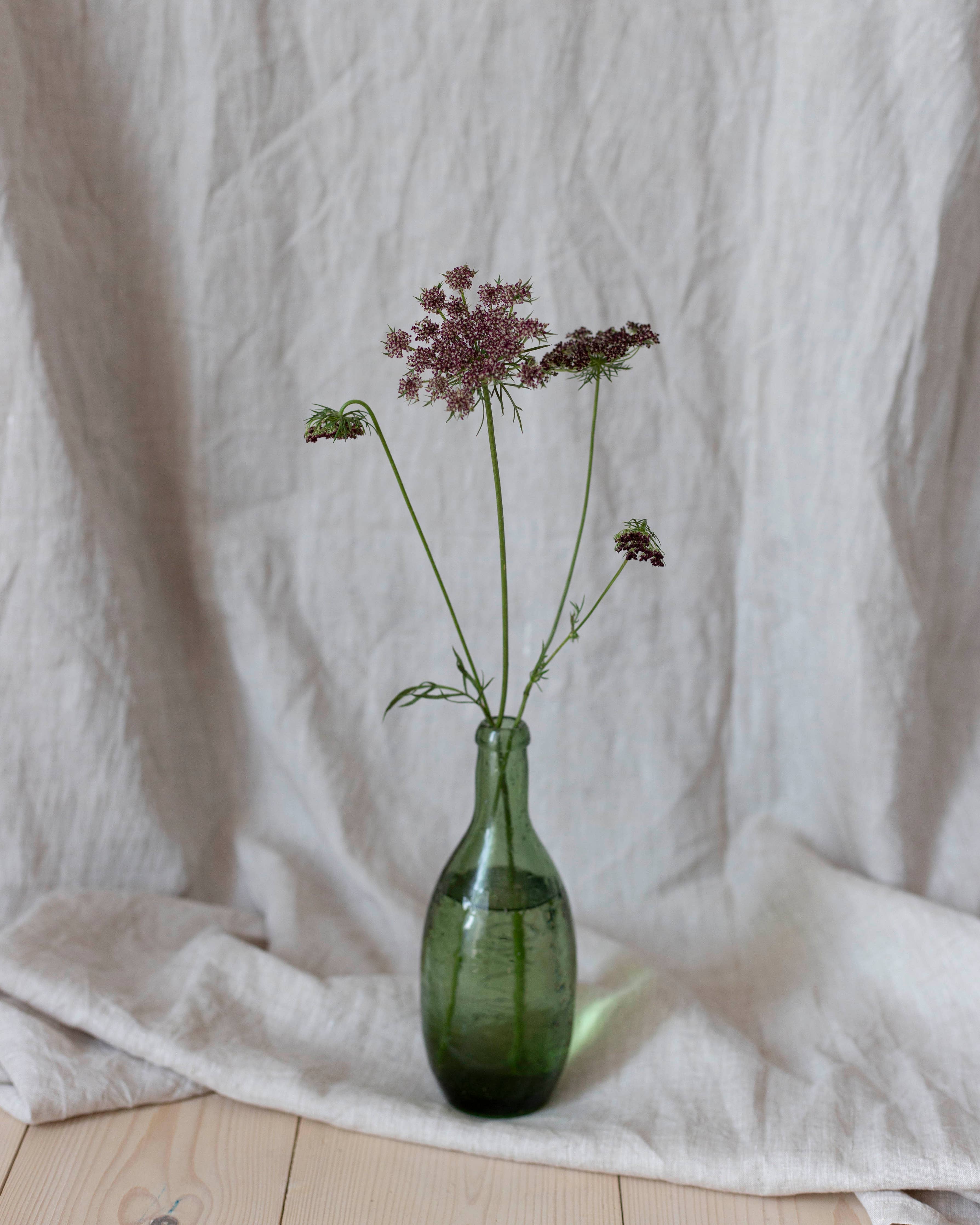 Koristeporkkana Violette Küsse