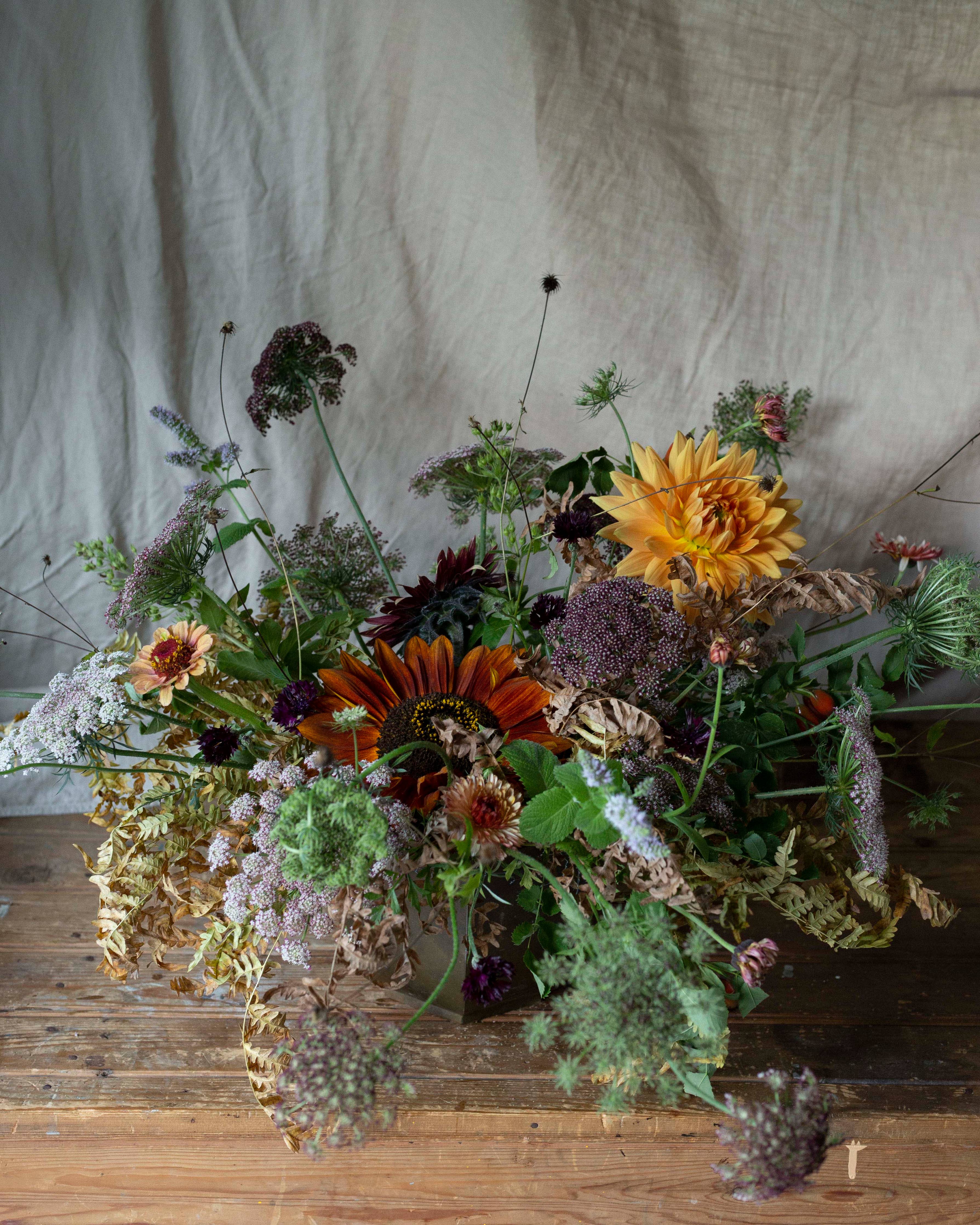 Koristeporkkana Violette Küsse