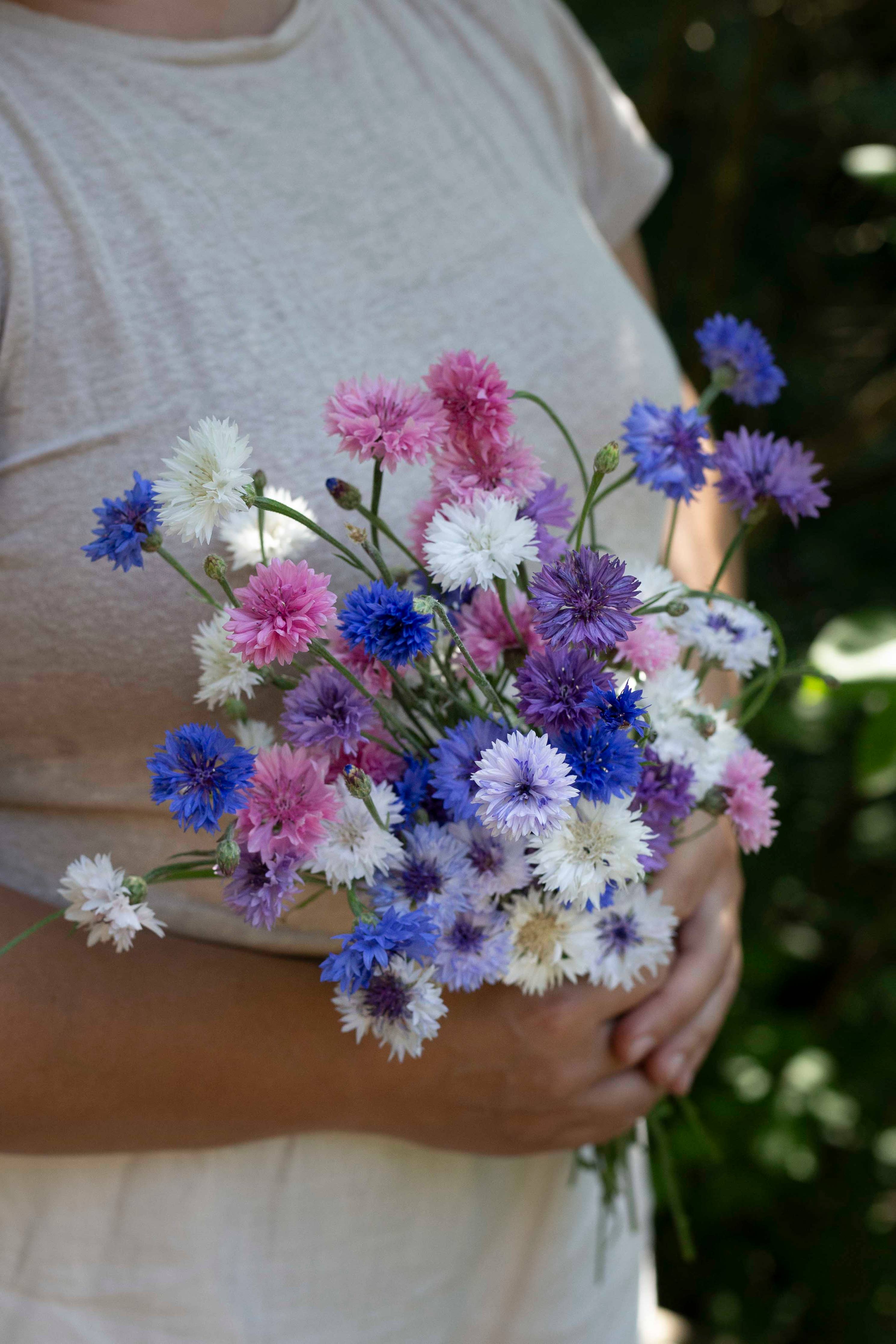 Ruiskaunokki 'Meadow Mix' – Kornblumen-Mischung