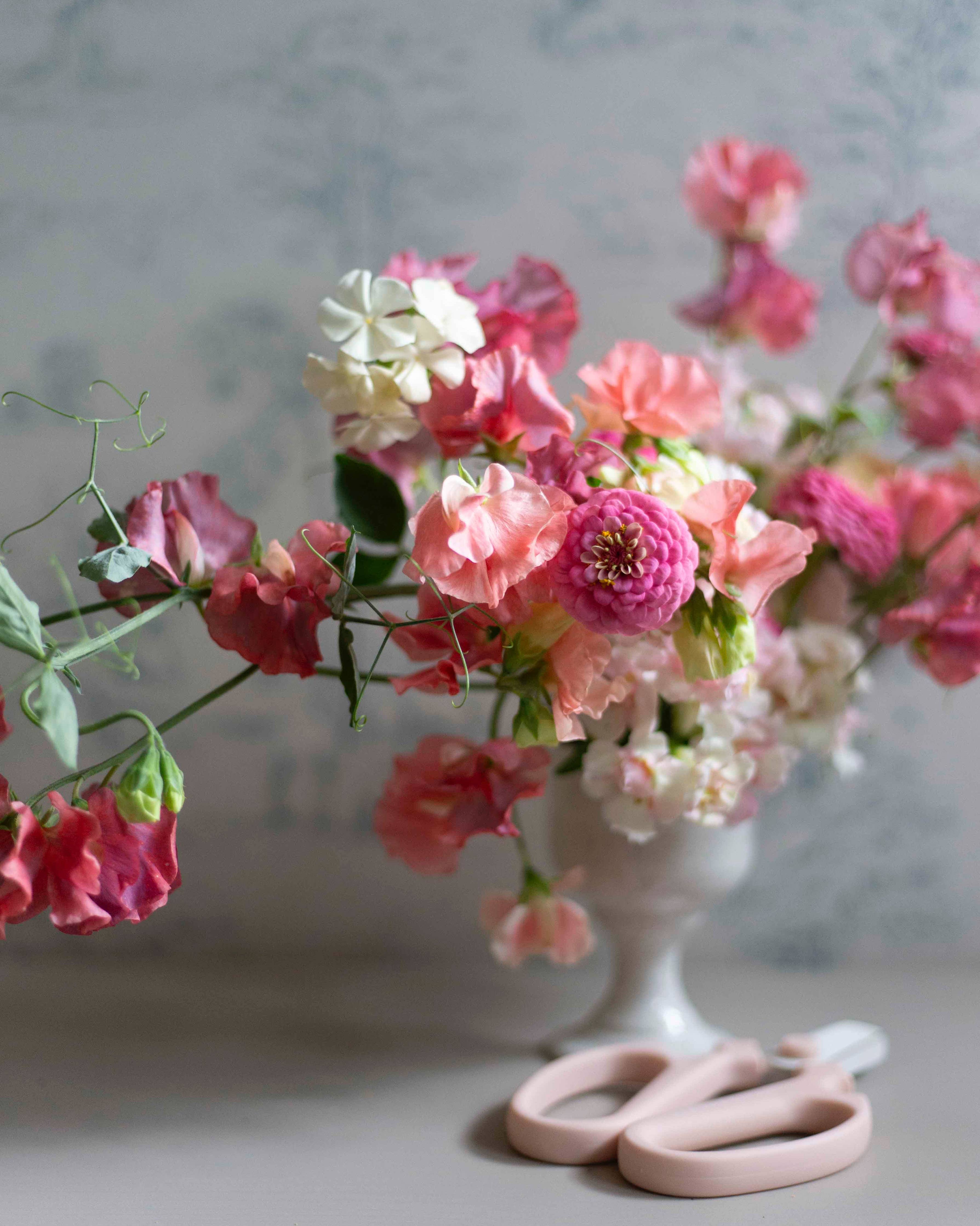 Isotsinnia Oklahoma Pink