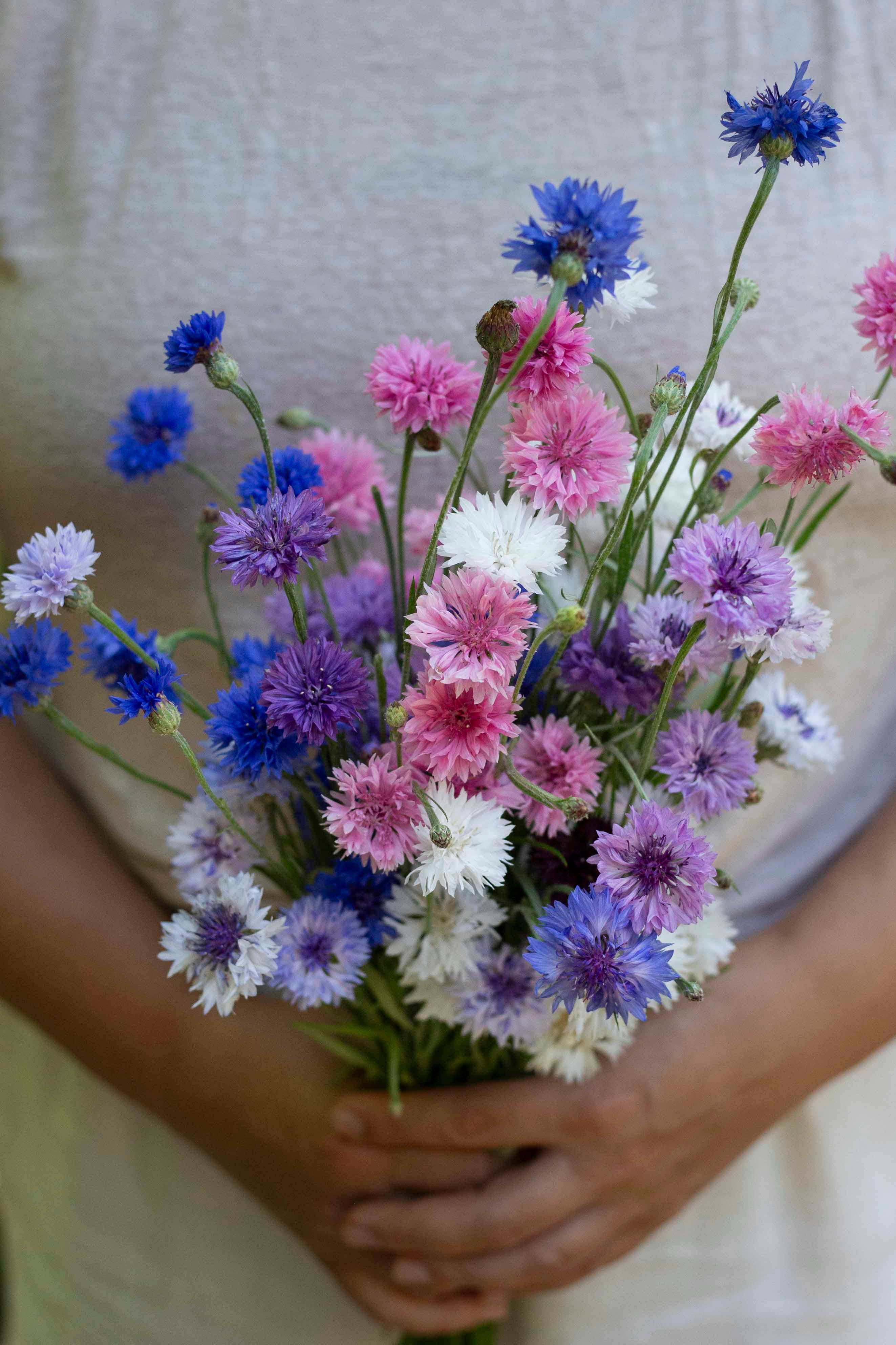 Ruiskaunokki 'Meadow Mix' – Kornblumen-Mischung