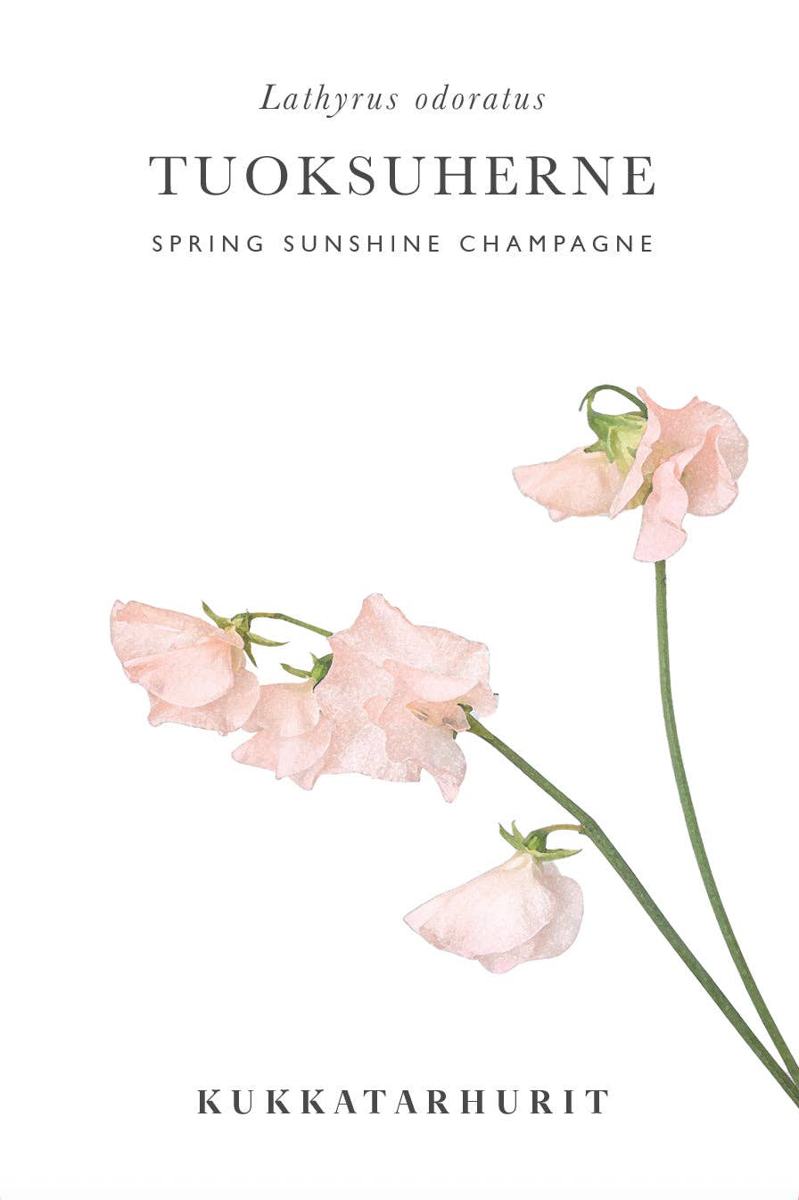 Duftwicke ‚Spring Sunshine Champagne‘