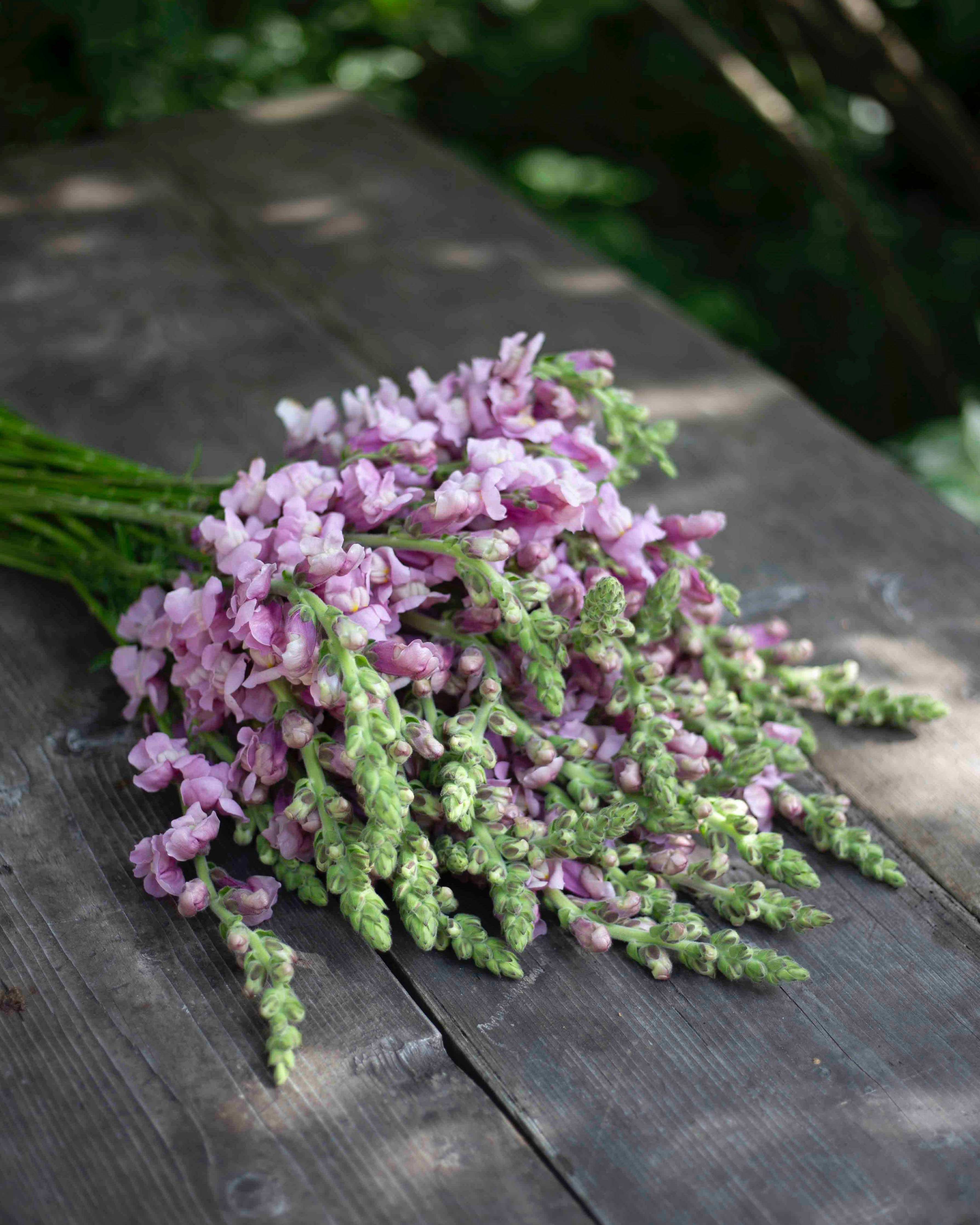 Leijonankita Potomac Lavendel