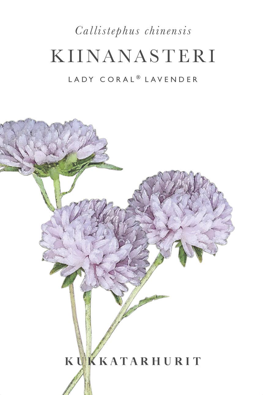 Chrysantheme Lady Coral® Lavender