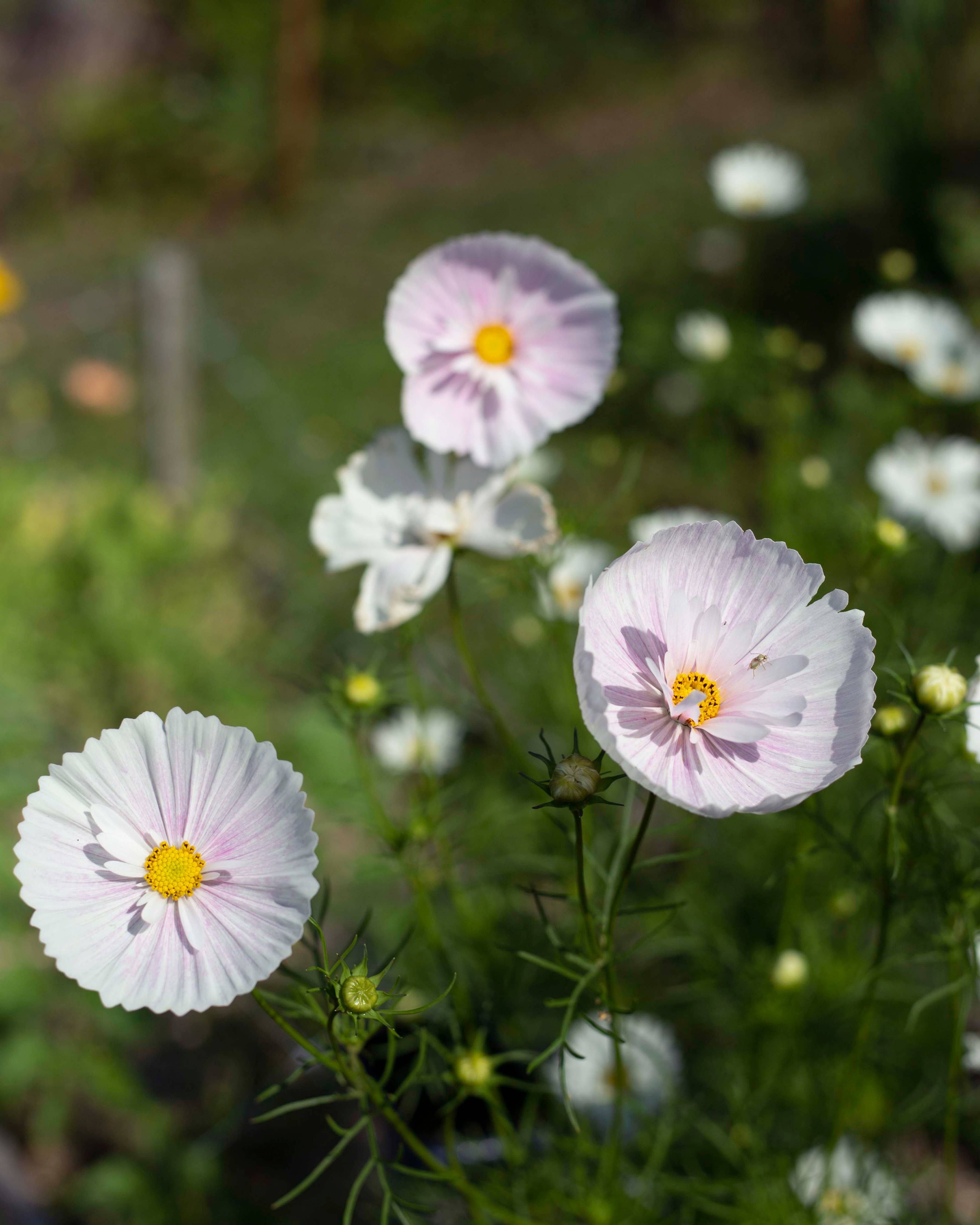 Punakosmos 'Cupcake Blush' – Kosmee (Cosmos bipinnatus) Samen, ca. 25 Stück