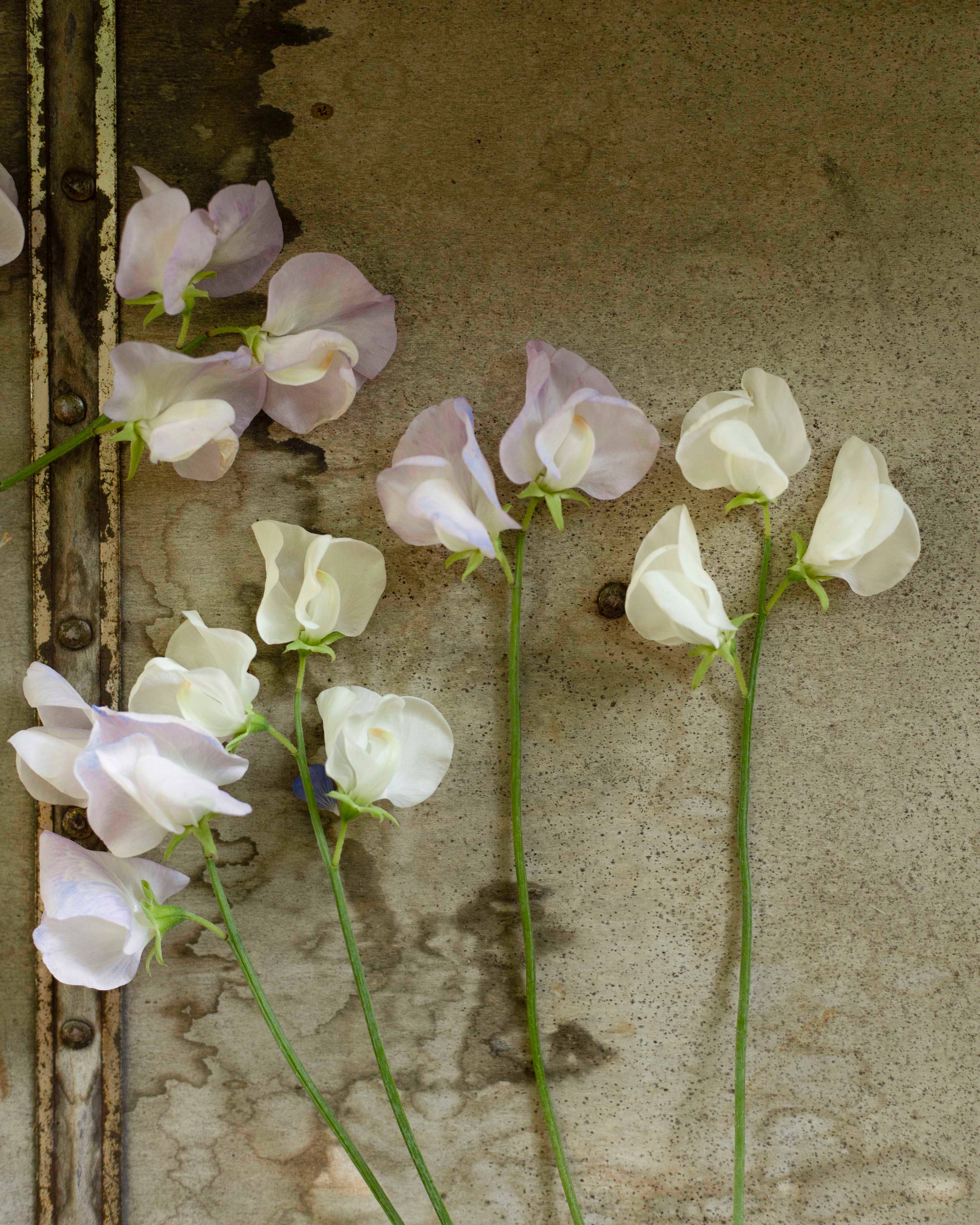 Duftwicke 'Spencer Old Times'