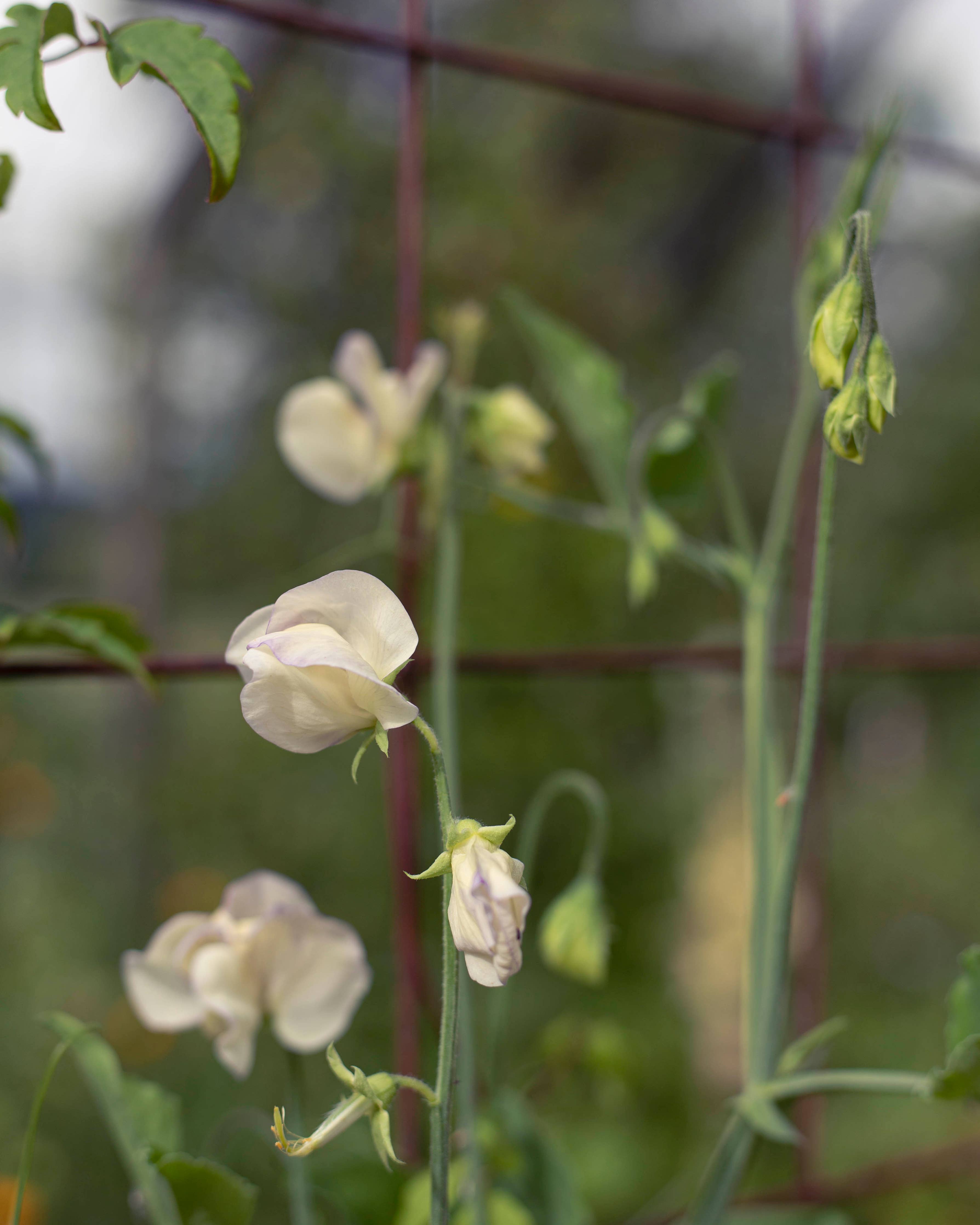 Duftwicke 'Spencer Old Times'