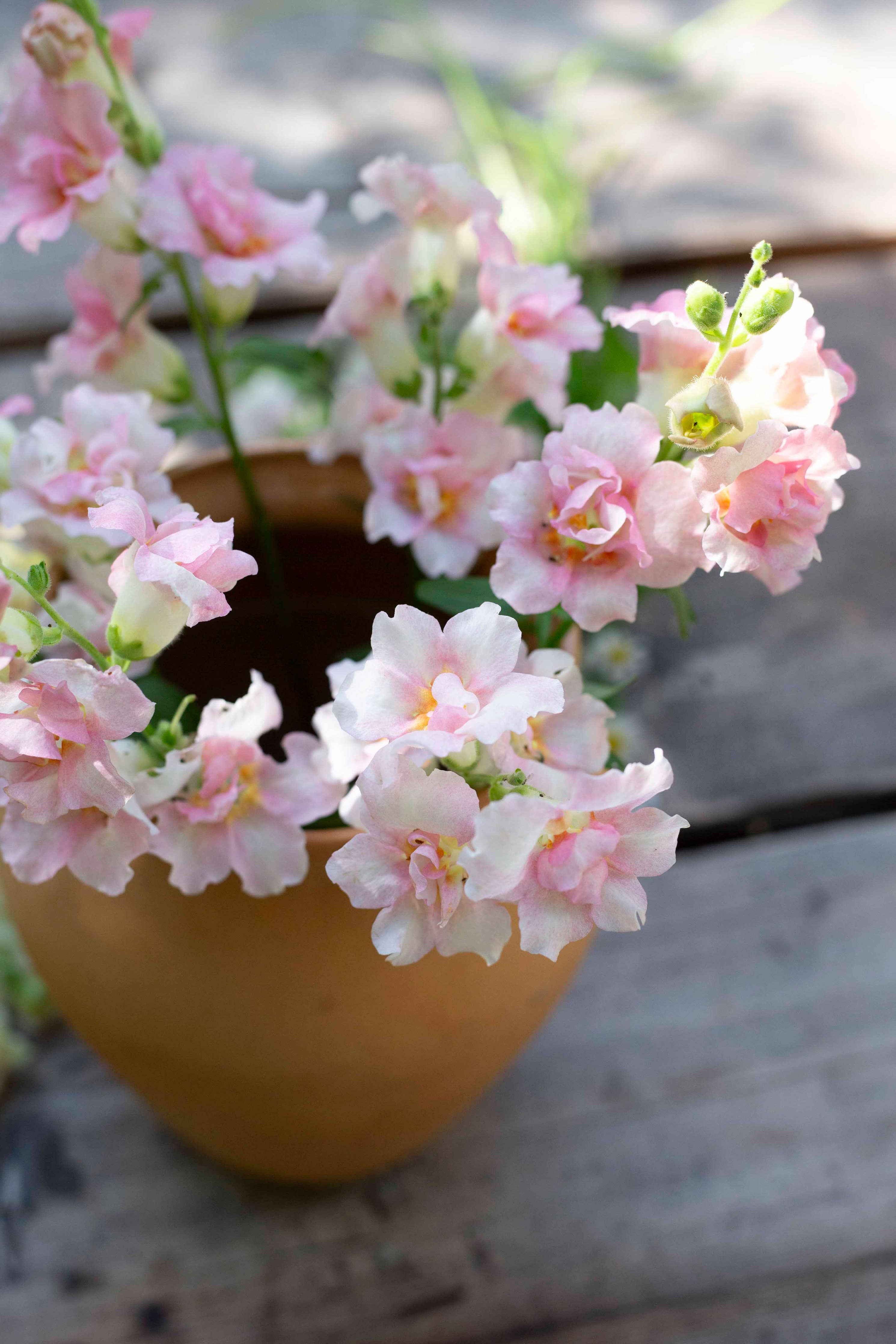 Leijonankita Doubleshot Apfelblüte