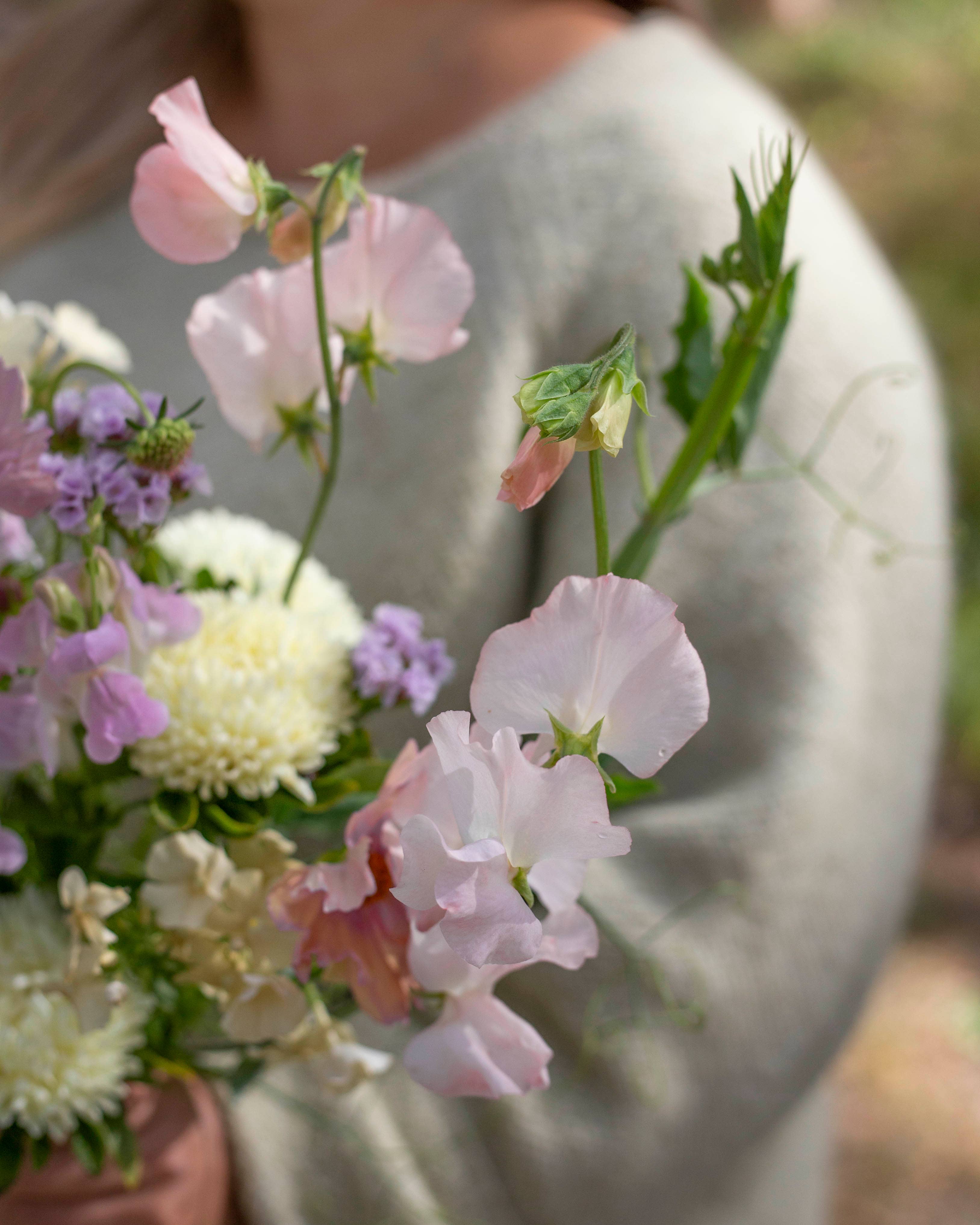 Duftwicke ‚Spring Sunshine Champagne‘