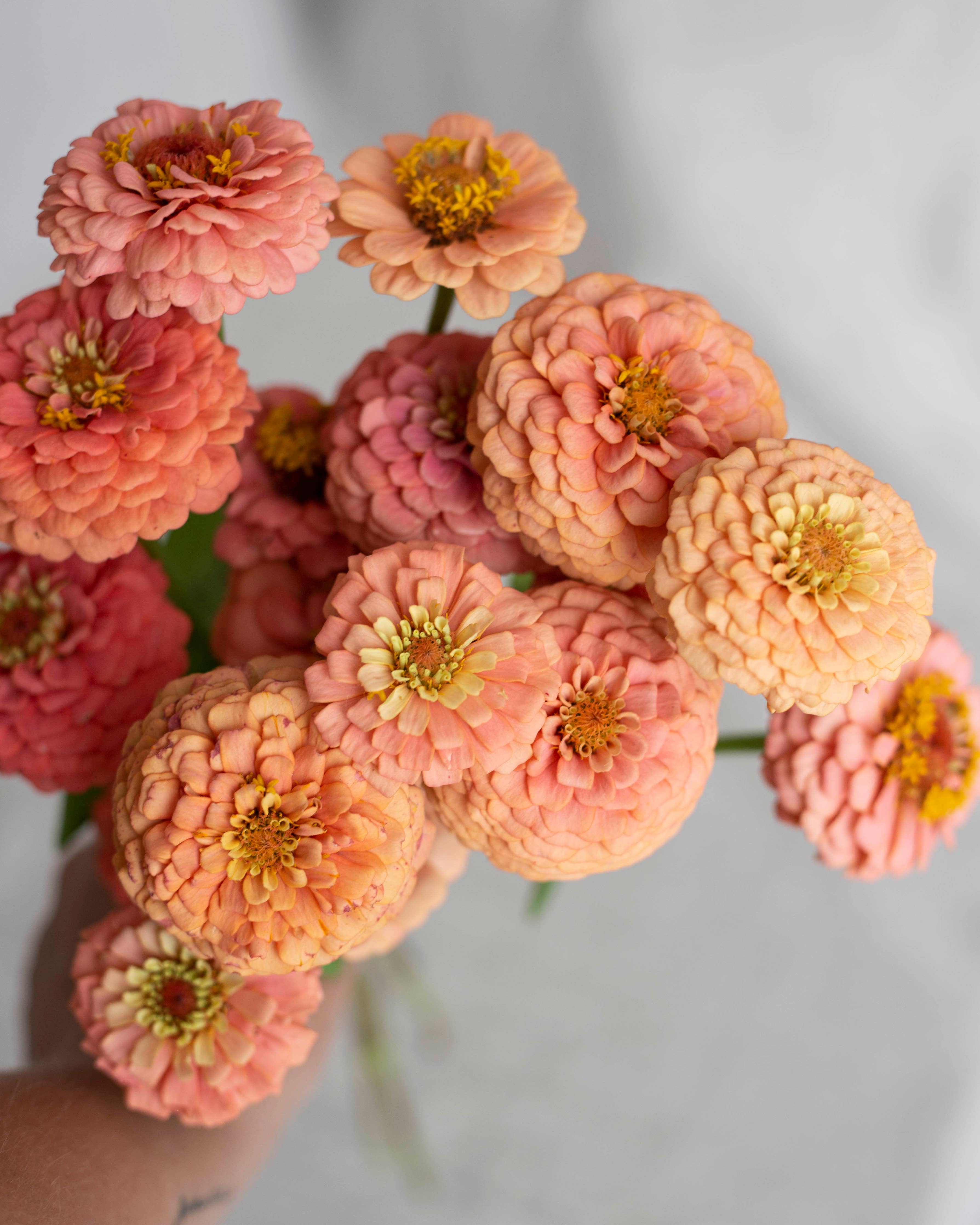 Isotsinnia Oklahoma Salmon Zinnien Samen