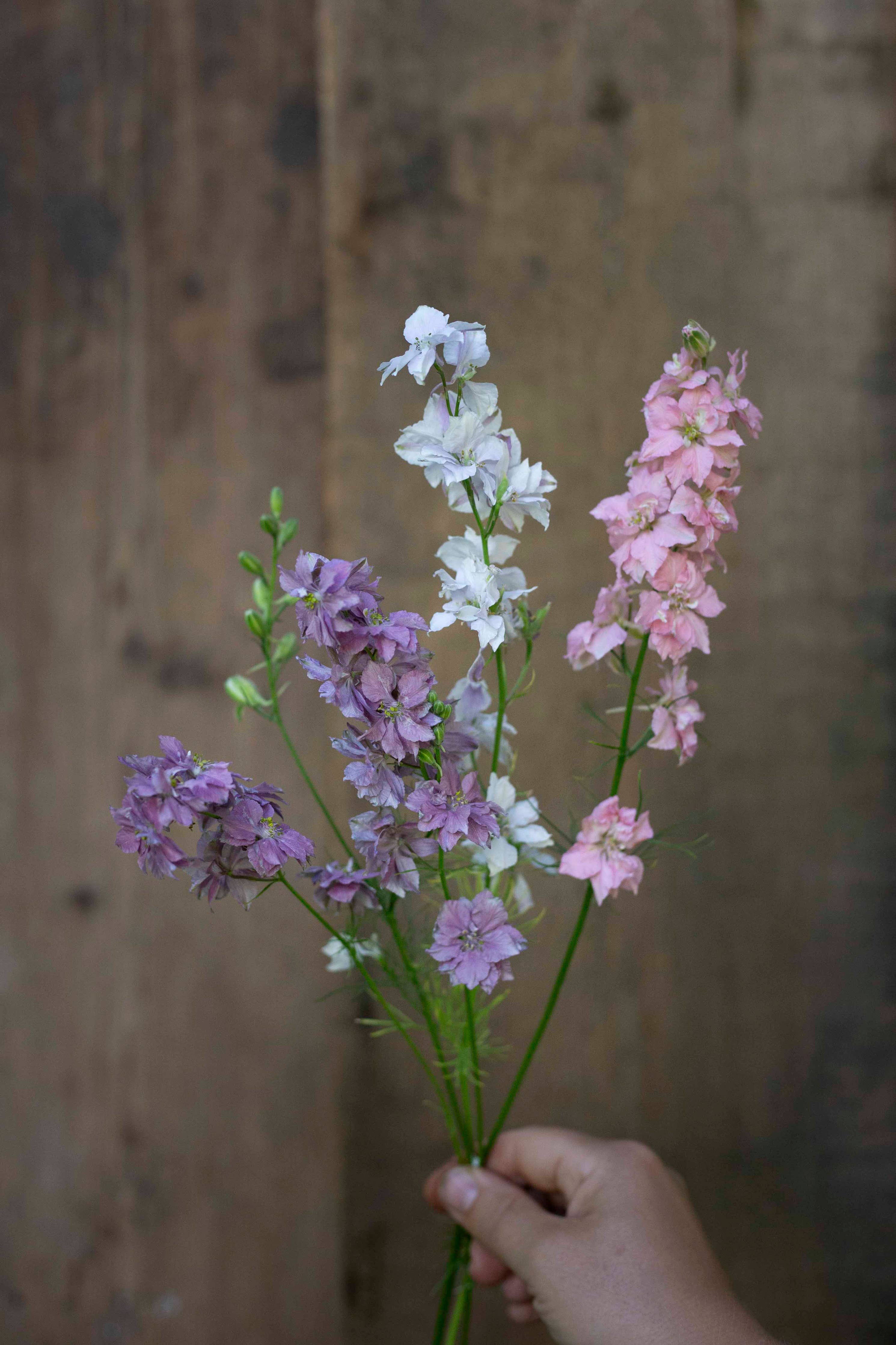 Tarhakukonkannus Winter Sky Medley