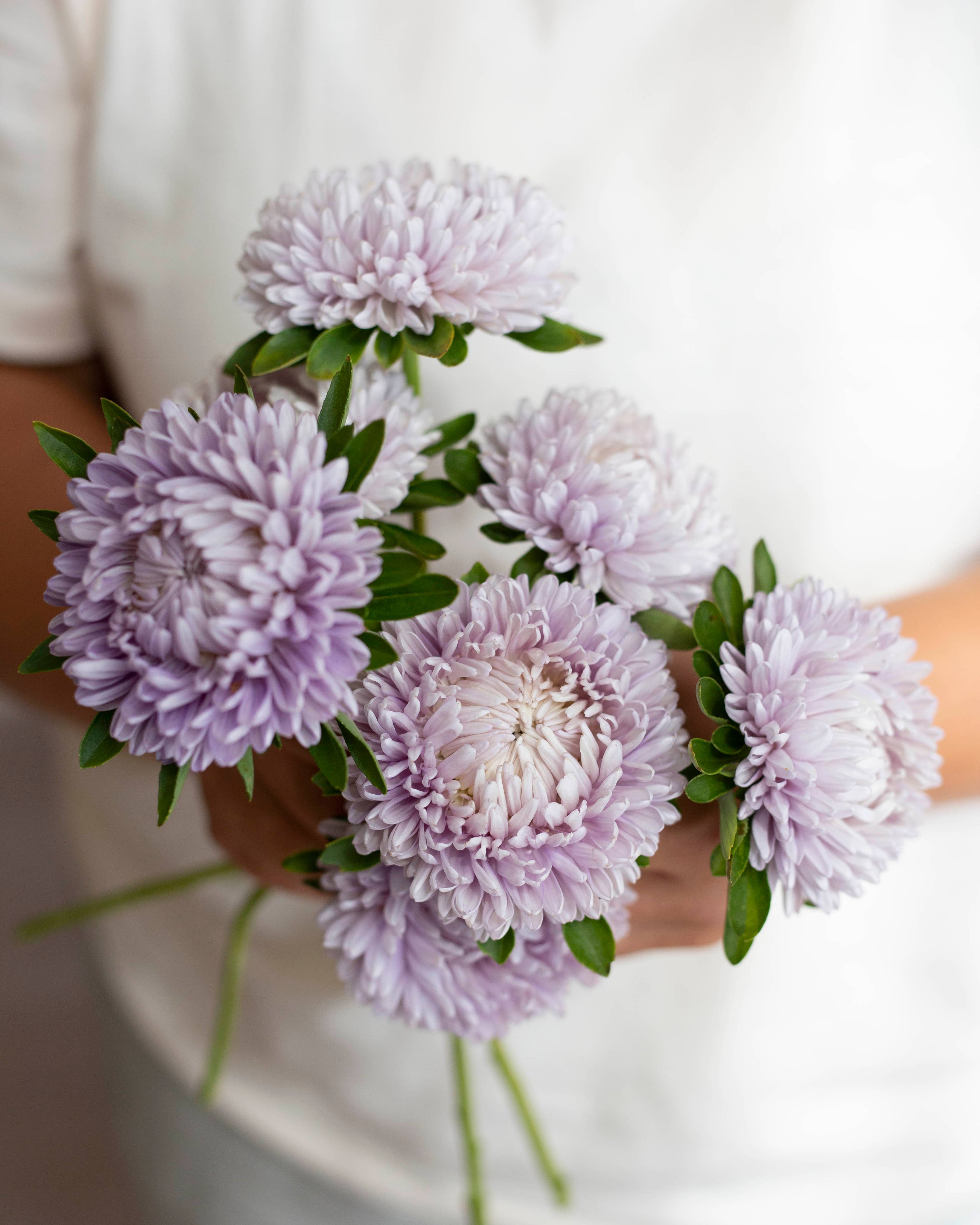 Chrysantheme Lady Coral® Lavender