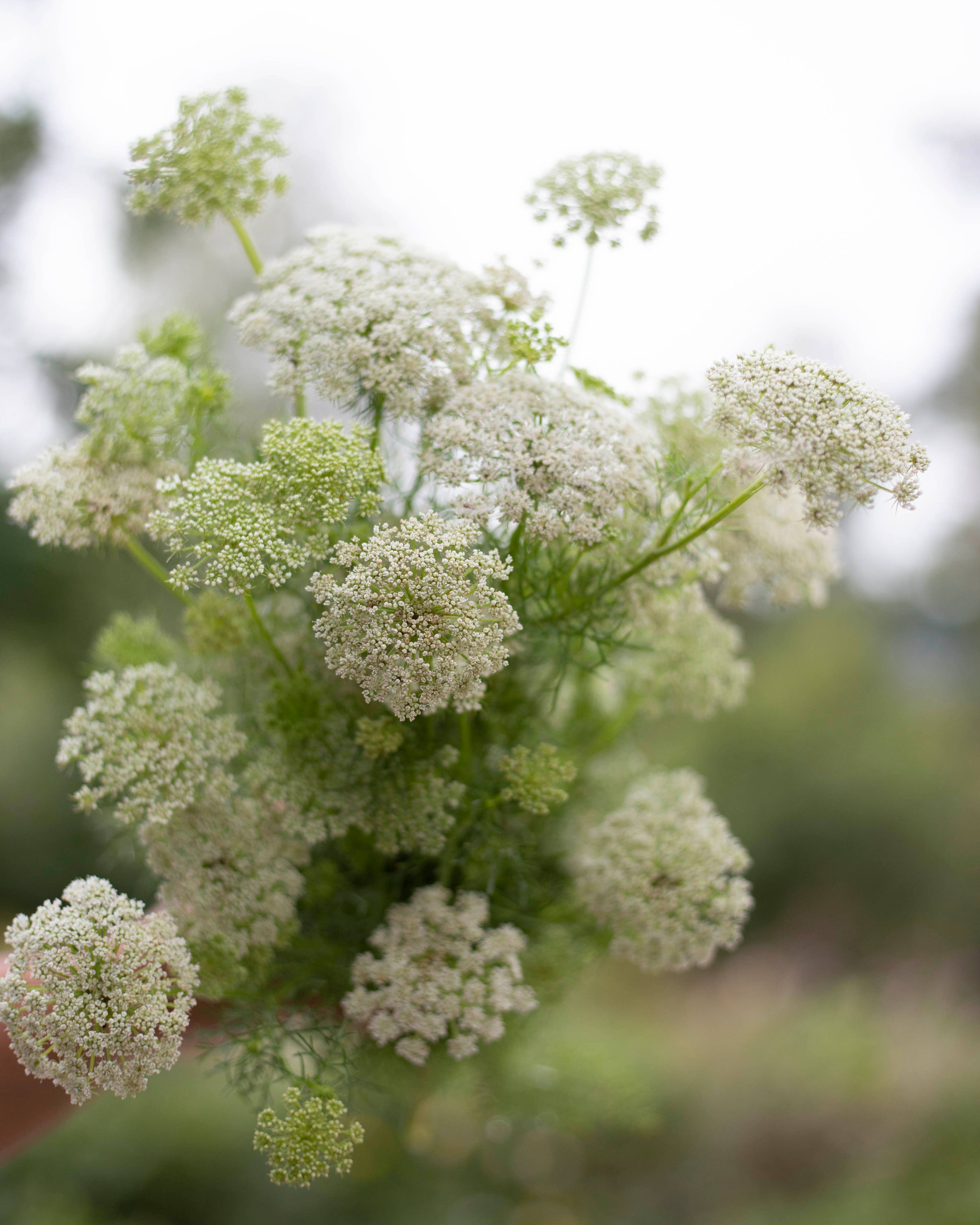 Sirosudenporkkana „Green Mist“ Ammi visnaga Samen – ca. 100 Stück