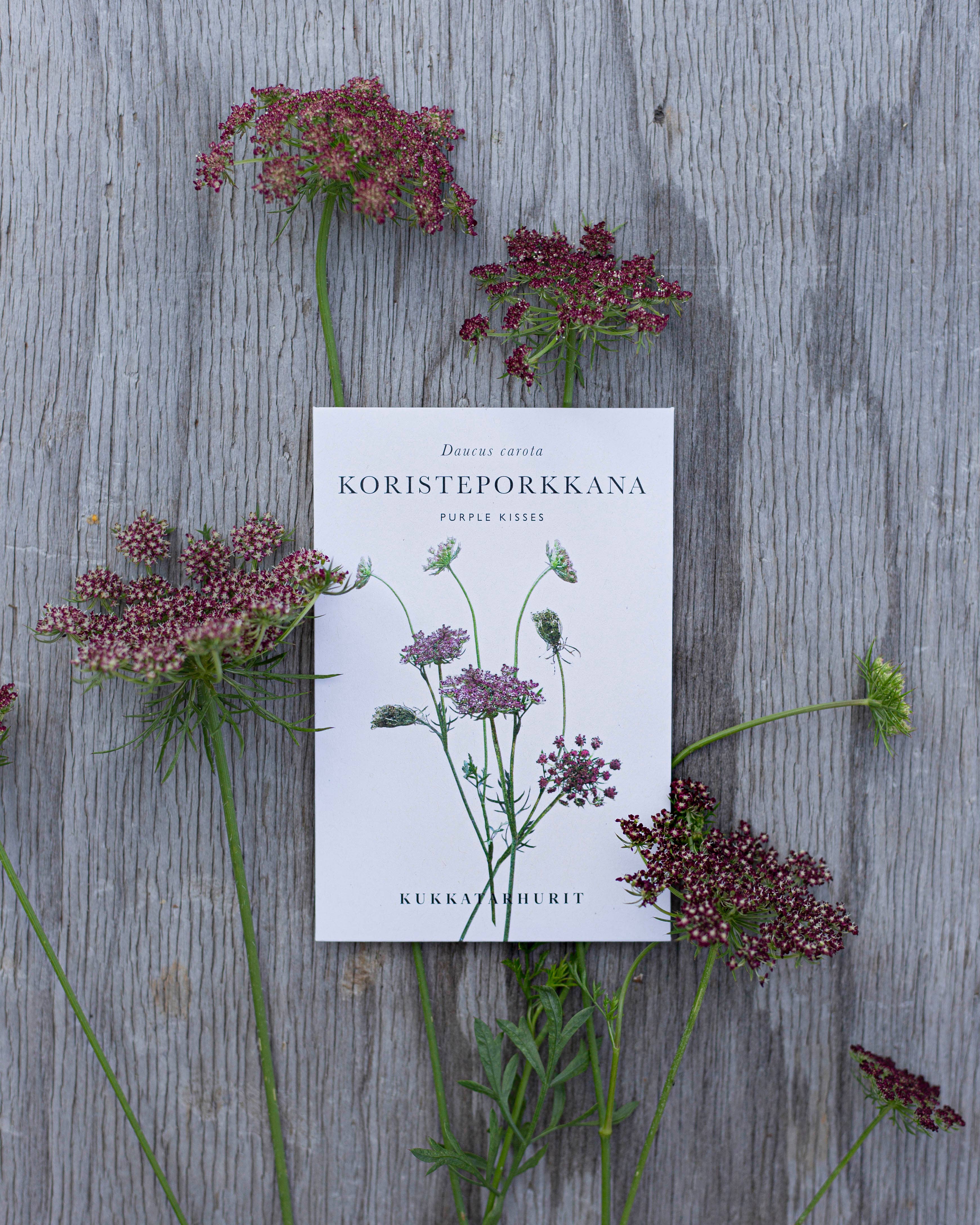 Koristeporkkana Violette Küsse