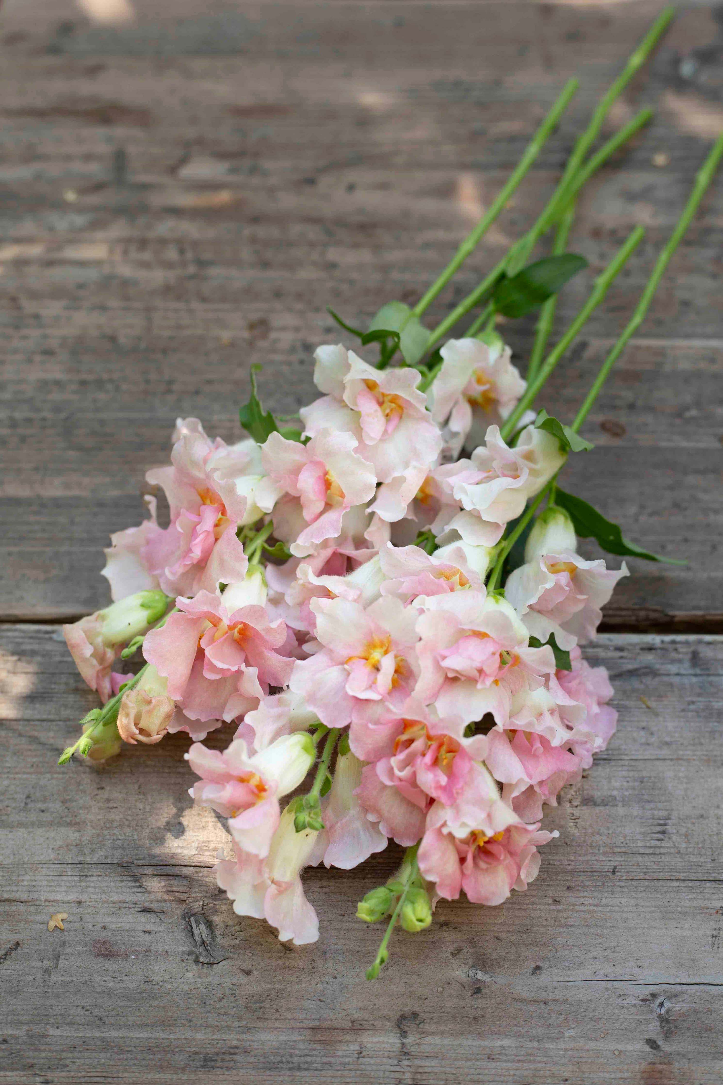 Leijonankita Doubleshot Apfelblüte