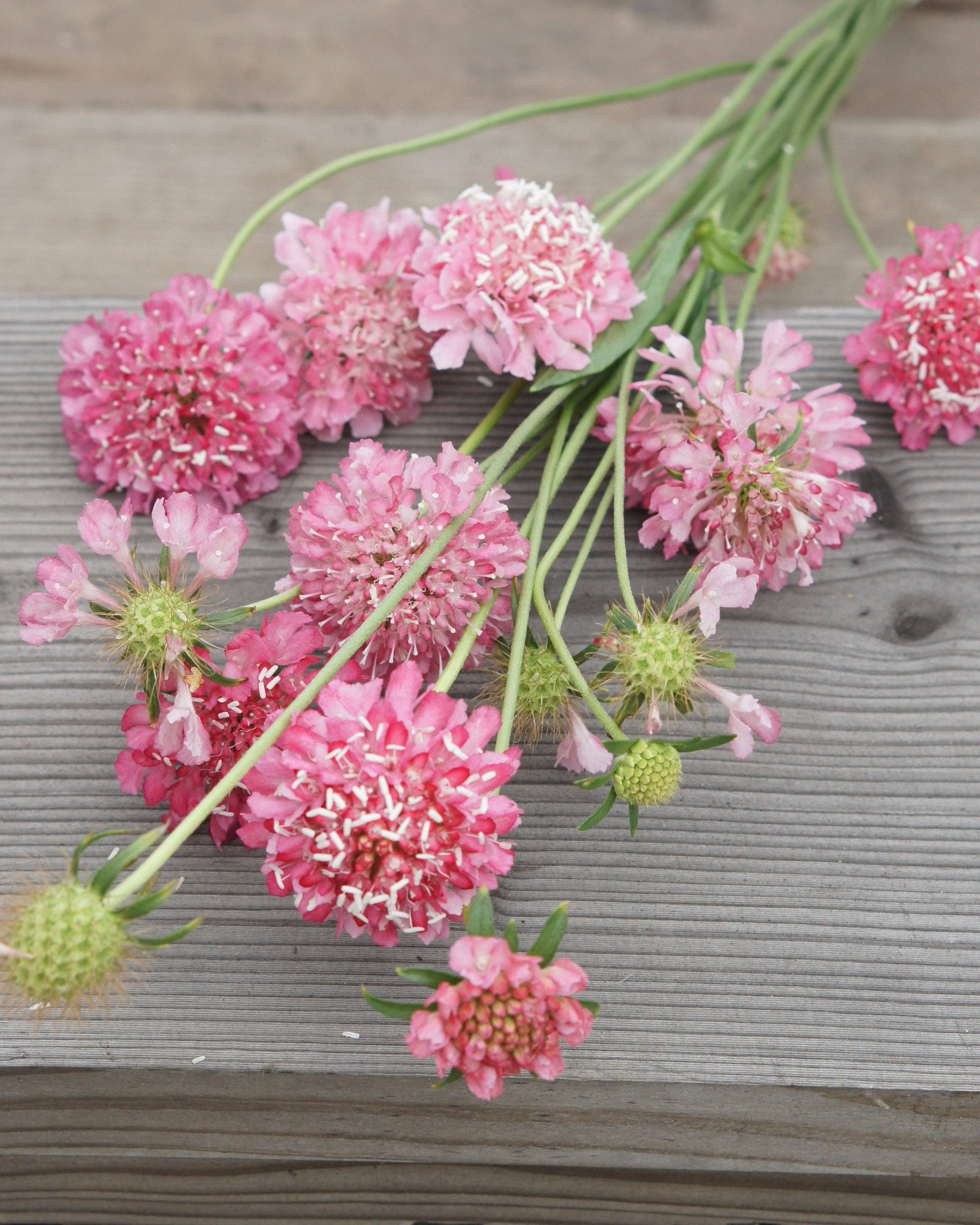 Koreatörmäkukka Salmon Queen