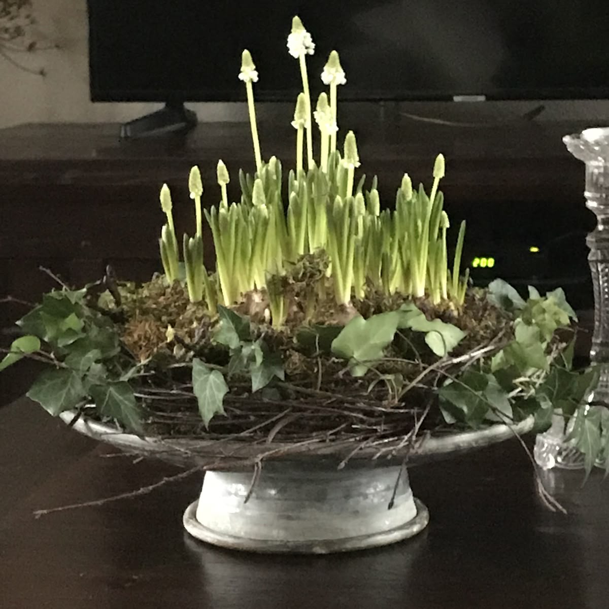 Winterkranz und Frühlingsblüher Event im Glashaus