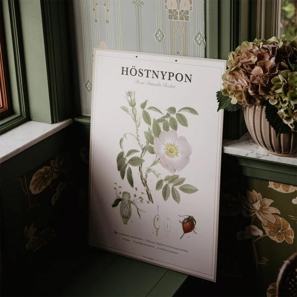 Poster Rose Hip Strömshaga