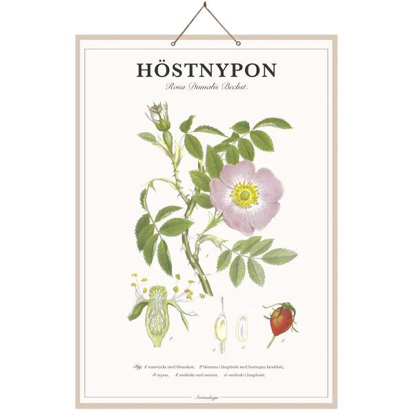 Poster Rose Hip Strömshaga