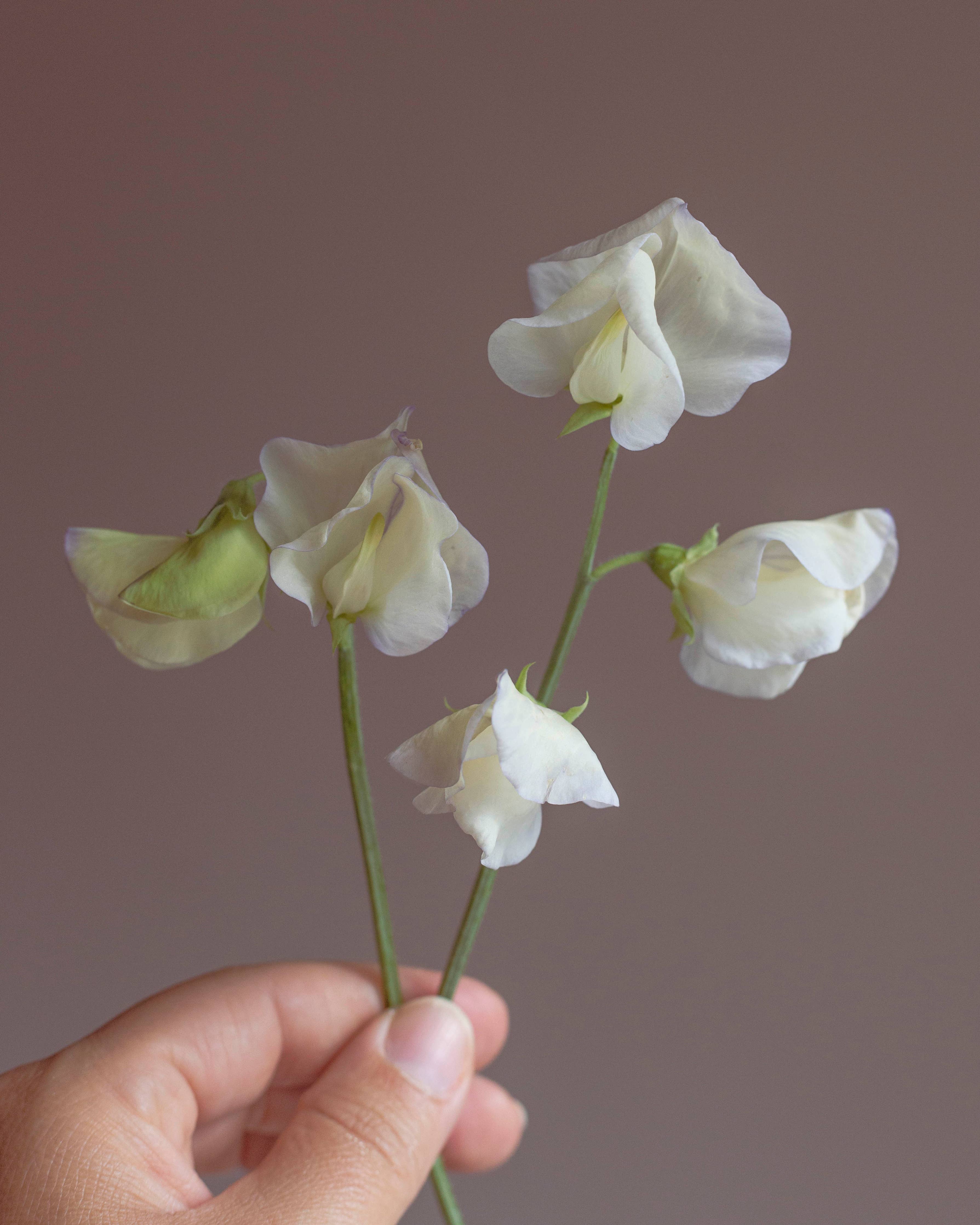 Duftwicke 'Spencer Old Times'