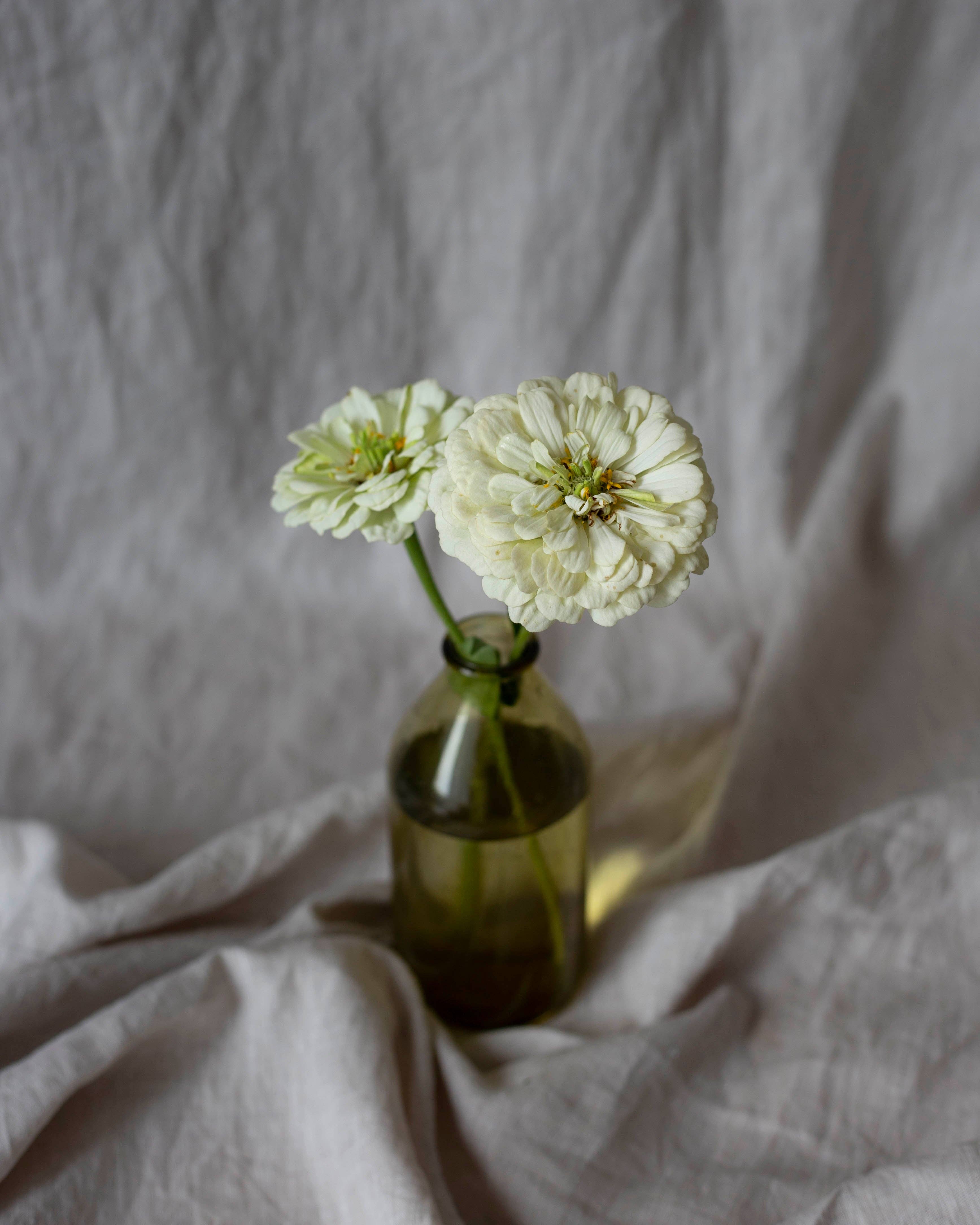 Isotsinnia 'Benary's Giant White' - Zinnia elegans, ca. 20 Samen