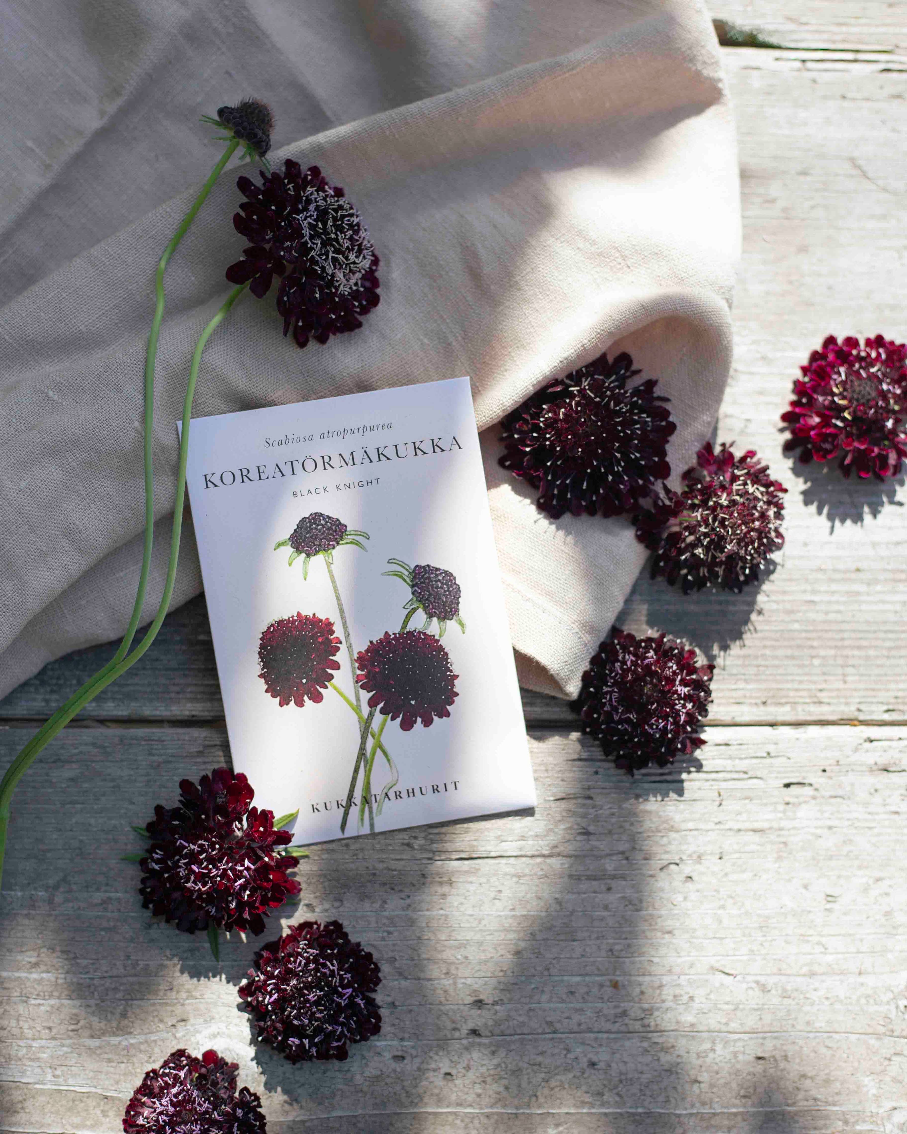 Koreatörmäkukka 'Black Knight' – Scabiosa atropurpurea, ca. 50 Samen