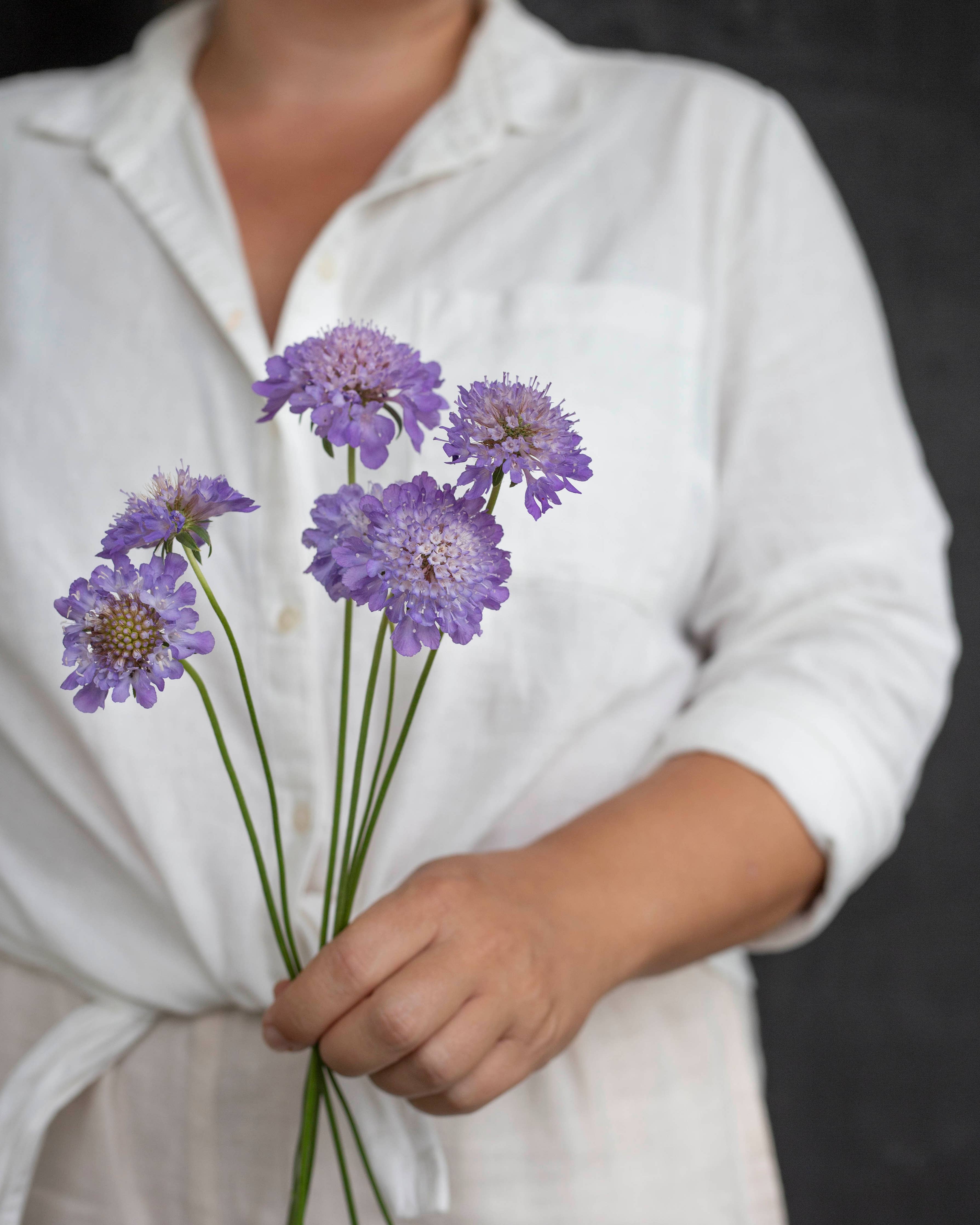 Koreatörmäkukka ‚Oxford Blue‘ – Scabiosa atropurpurea, ca. 50 Samen