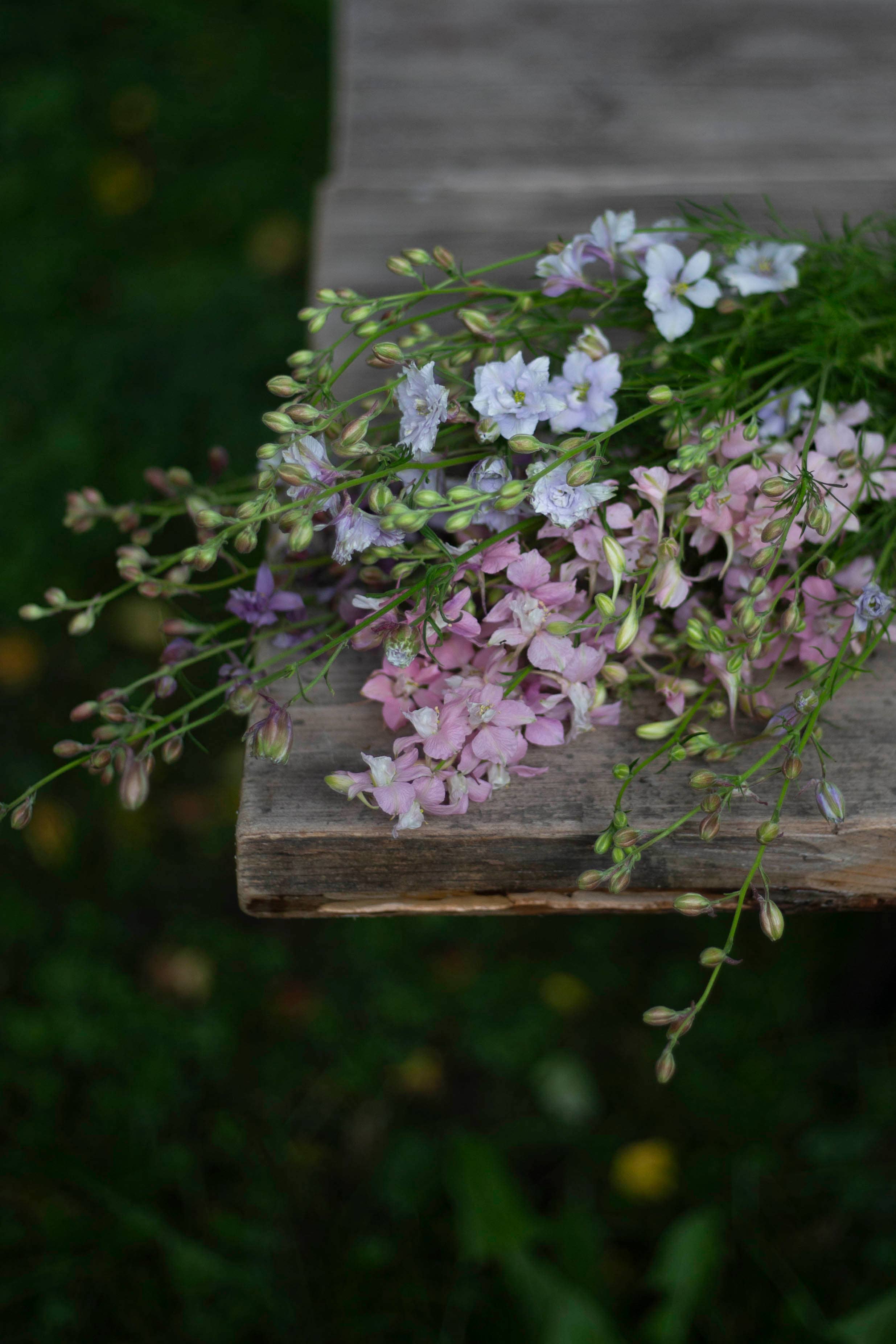 Tarhakukonkannus Winter Sky Medley
