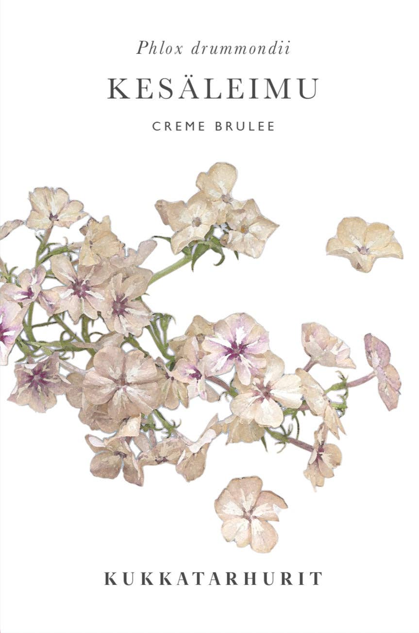 Kesäleimu 'Creme Brulee' Phlox drummondii – ca. 40 Samen