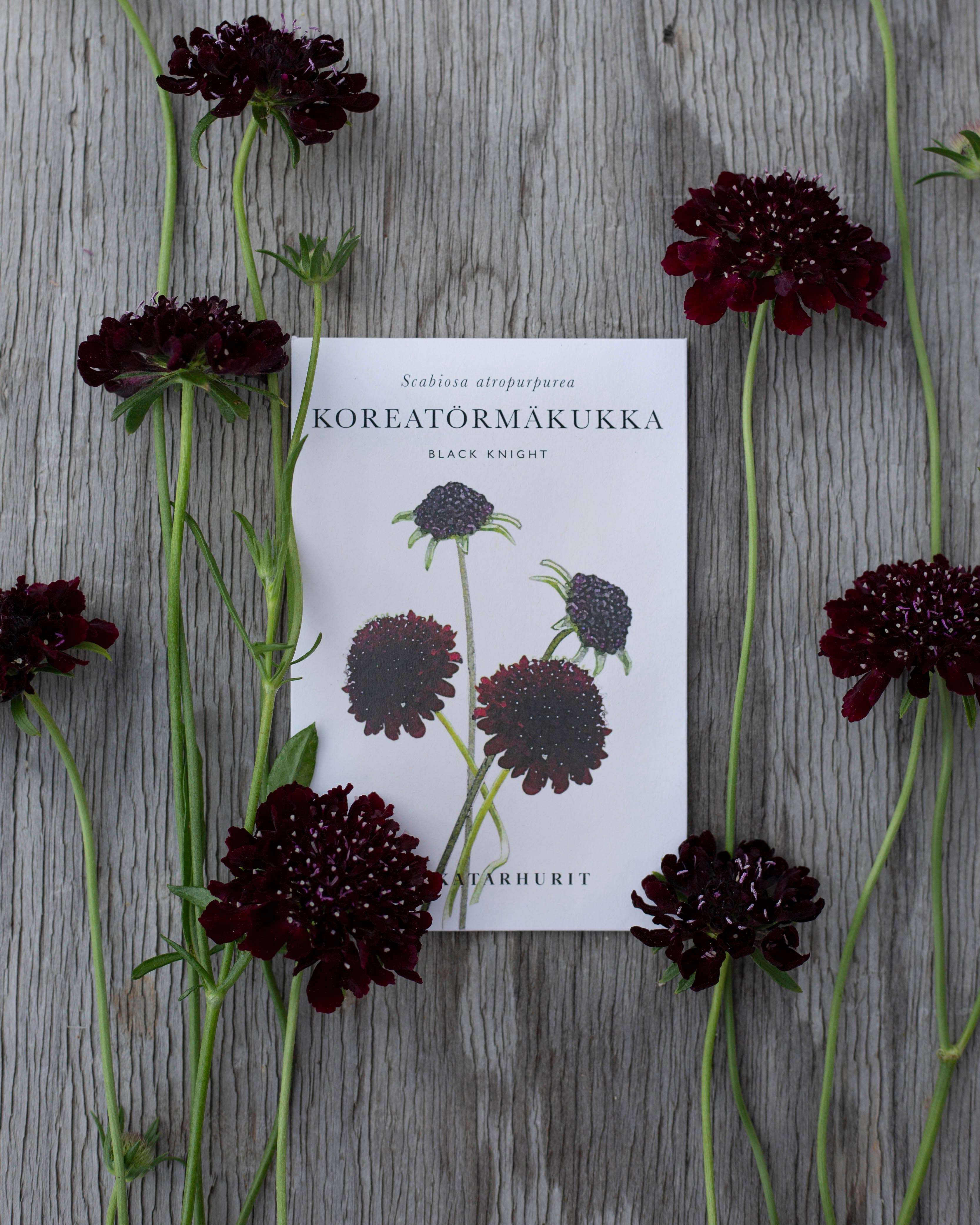 Koreatörmäkukka 'Black Knight' – Scabiosa atropurpurea, ca. 50 Samen
