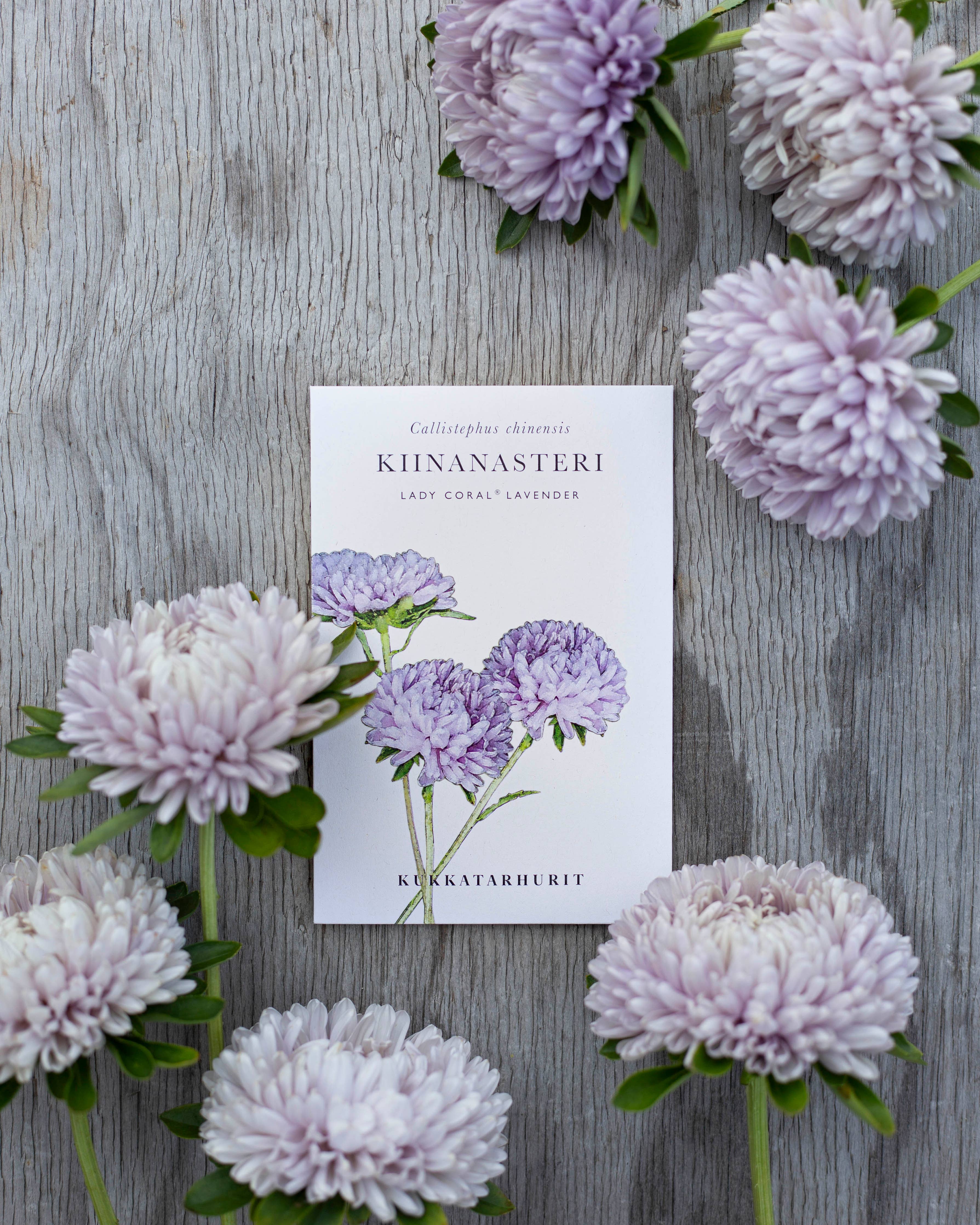 Chrysantheme Lady Coral® Lavender