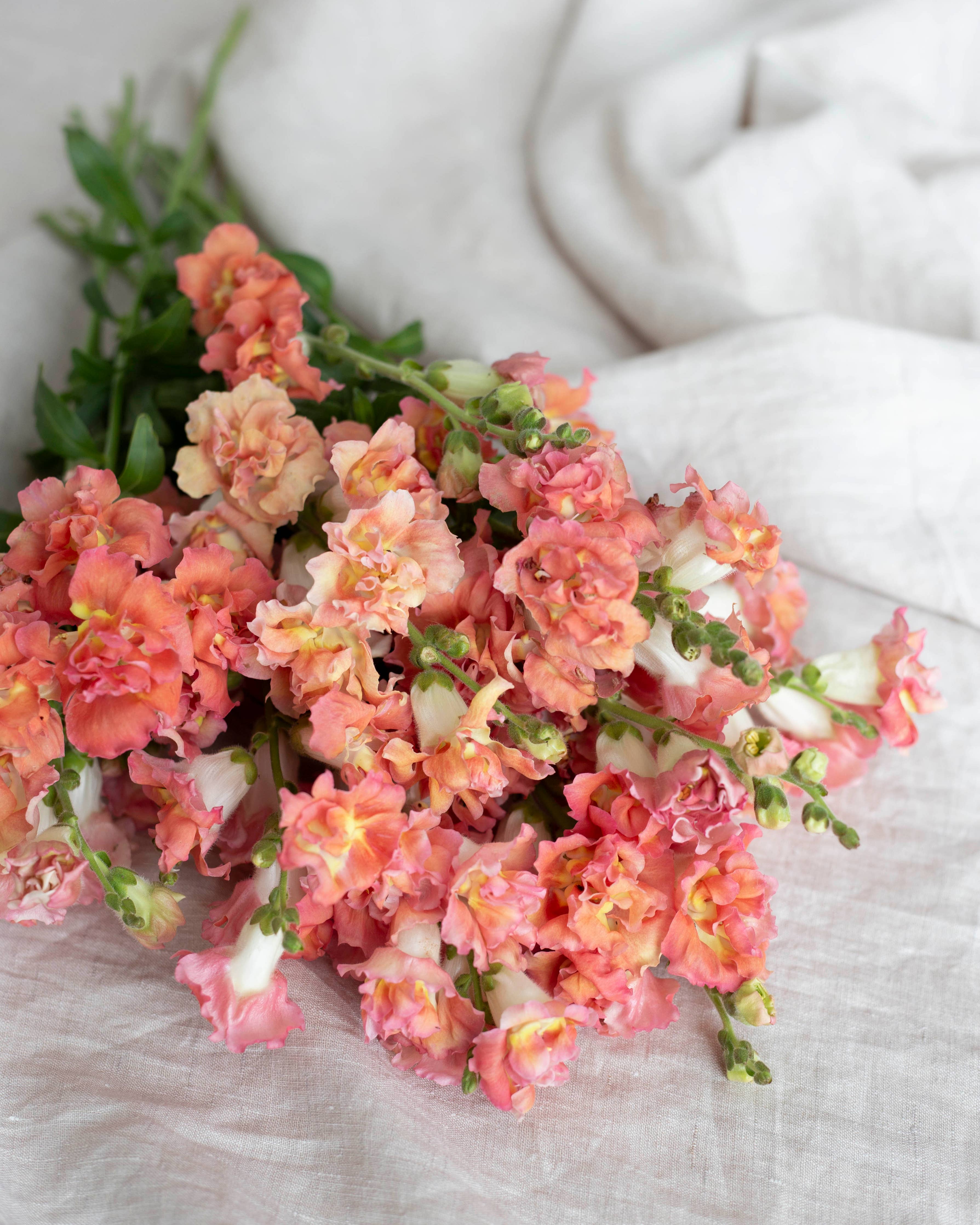 Leijonankita Madame Butterfly Bronze mit Weiß