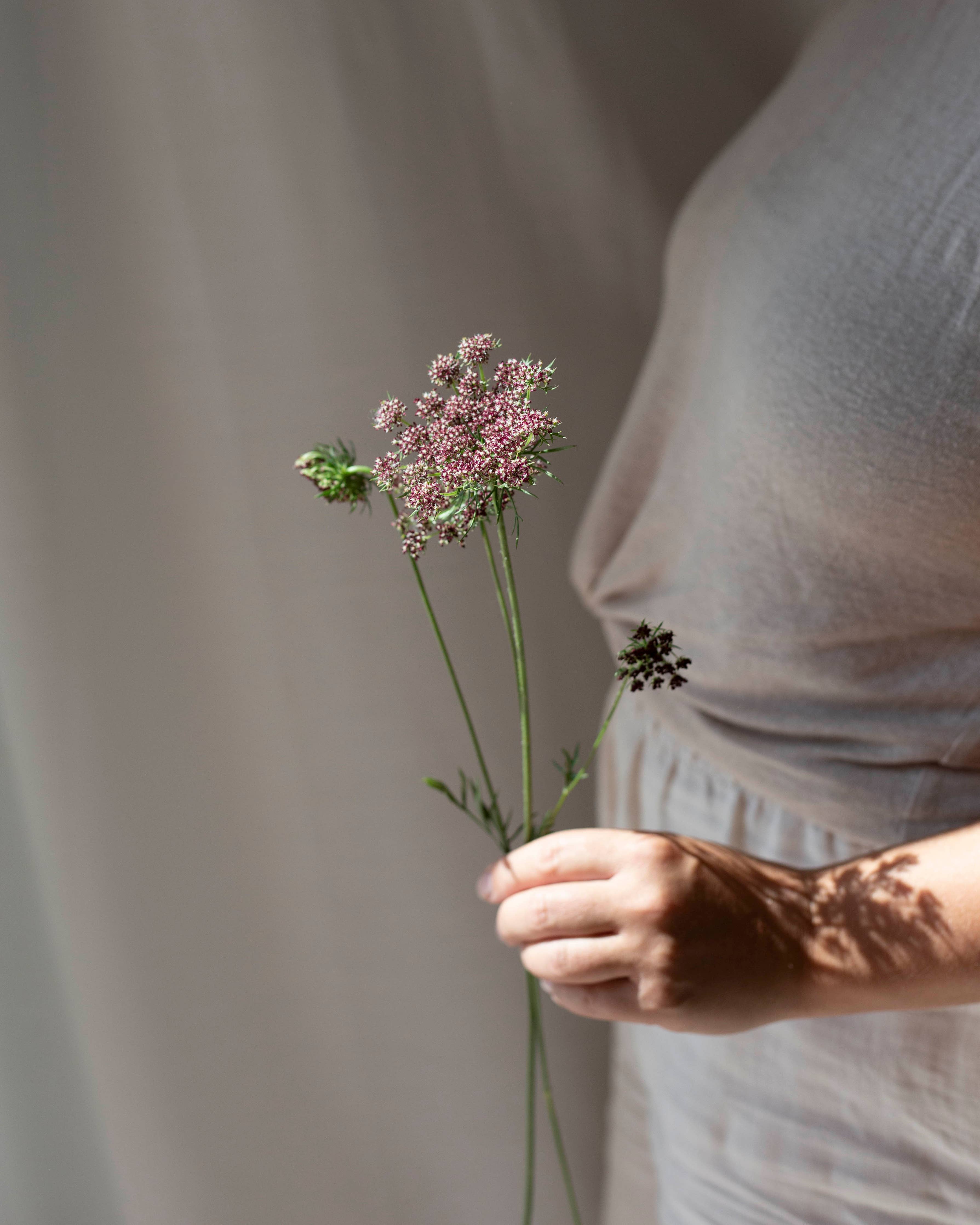 Koristeporkkana Violette Küsse