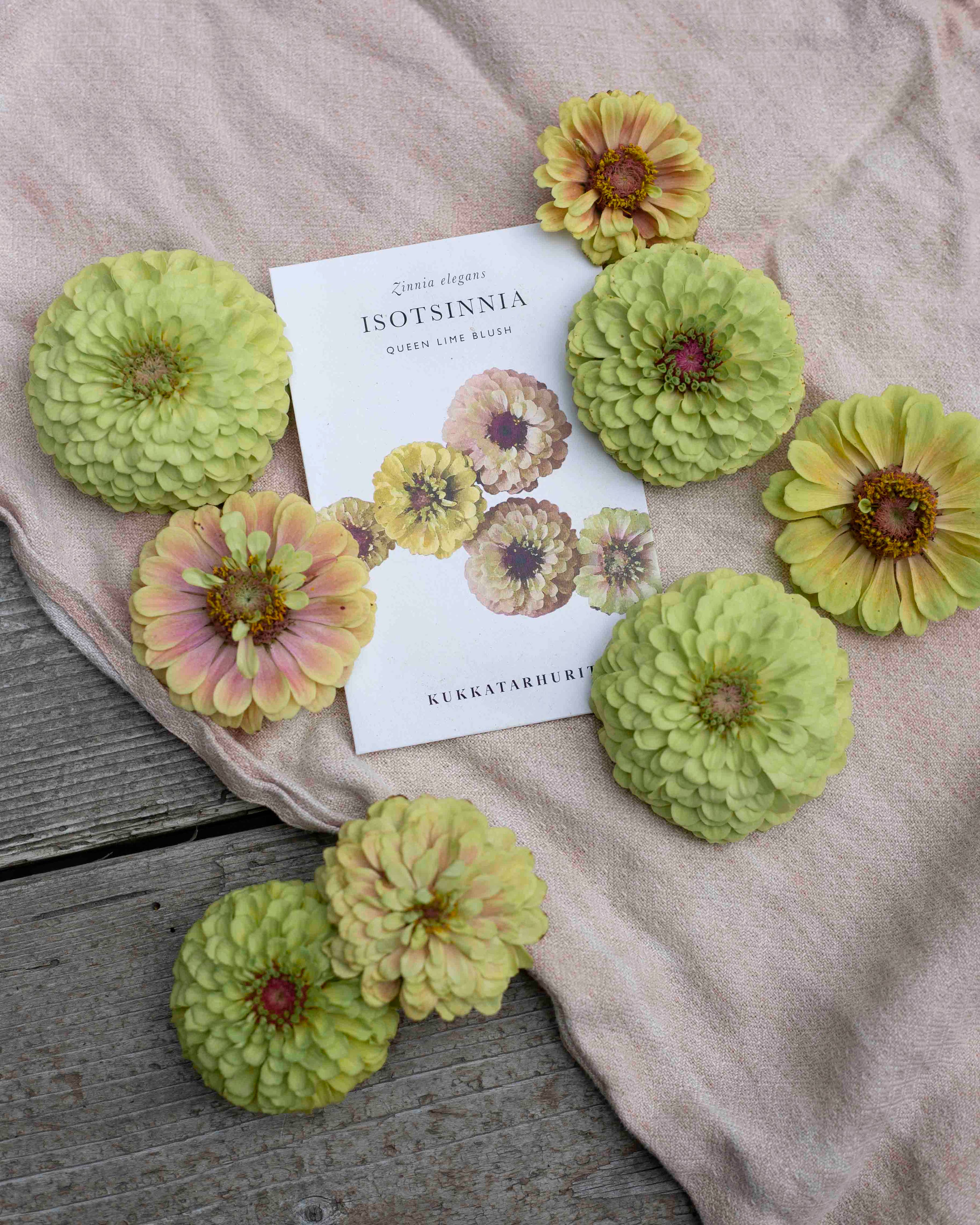 Isotsinnia Queen Lime Blush – Zinnia Elegans, ca. 20 Samen